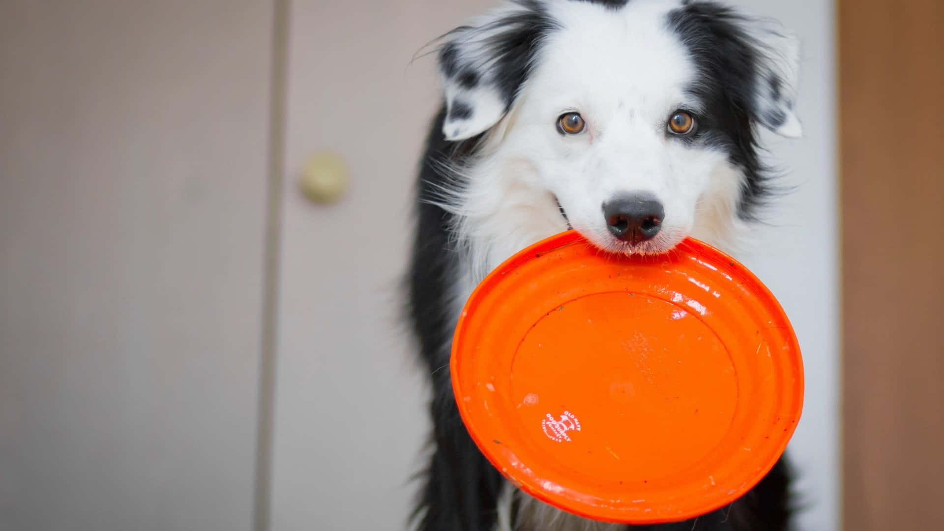 朋友們一起享受飛盤遊戲 壁紙 — 一隻黑白邊境牧羊犬叼著橙色飛盤，直視鏡頭，在室內。