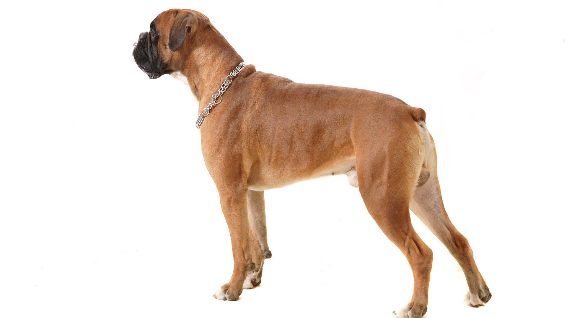 一隻戴著銀色鏈條項圈的淺黃褐色拳師犬在白色背景下側面站立。