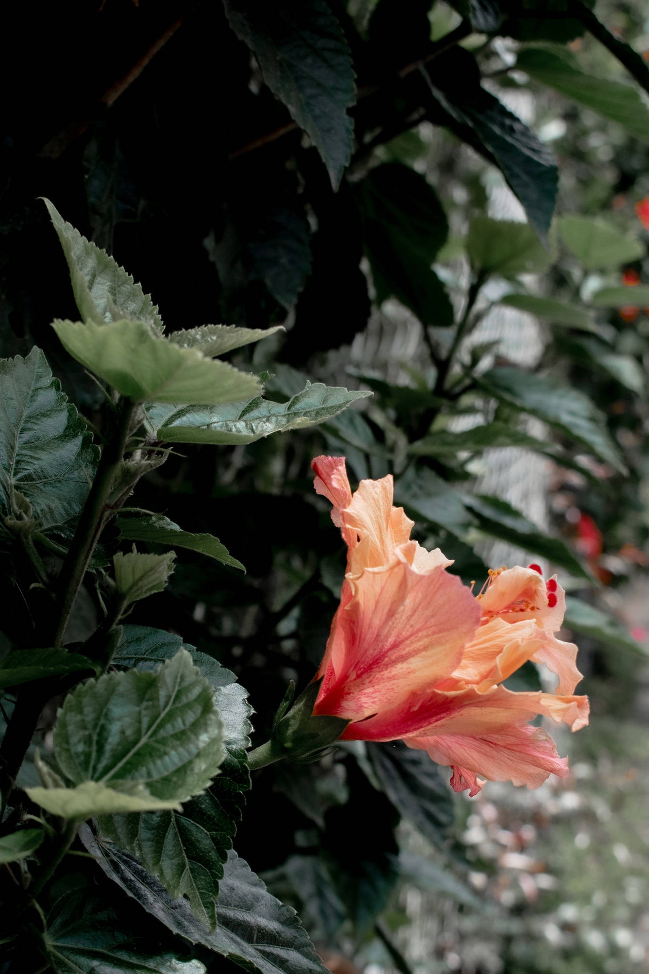 花園中一朵桃色木芙蓉花，帶有深綠色葉子。