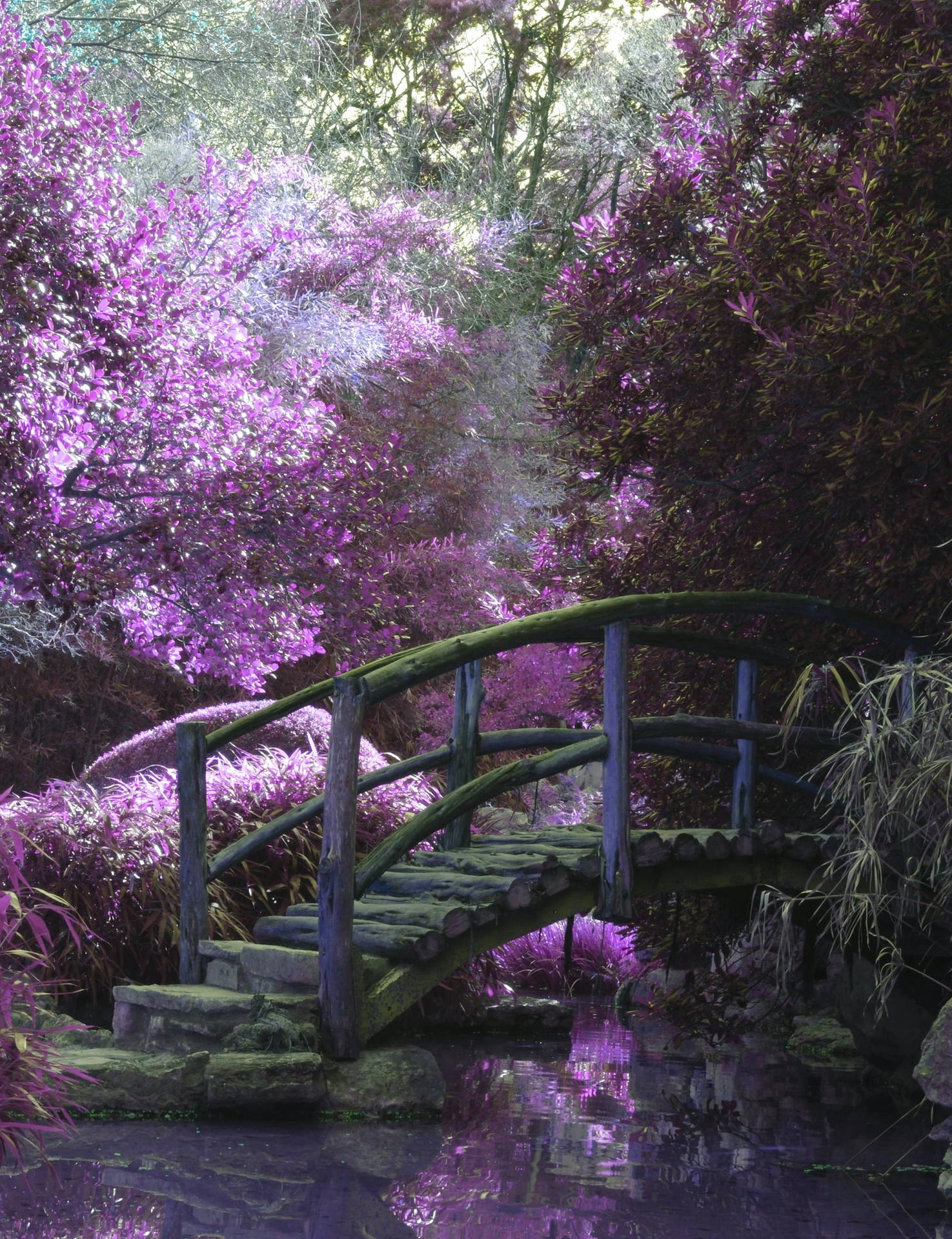 一座木橋穿過花園中的小溪，花園裡開滿了紫色的開花灌木。