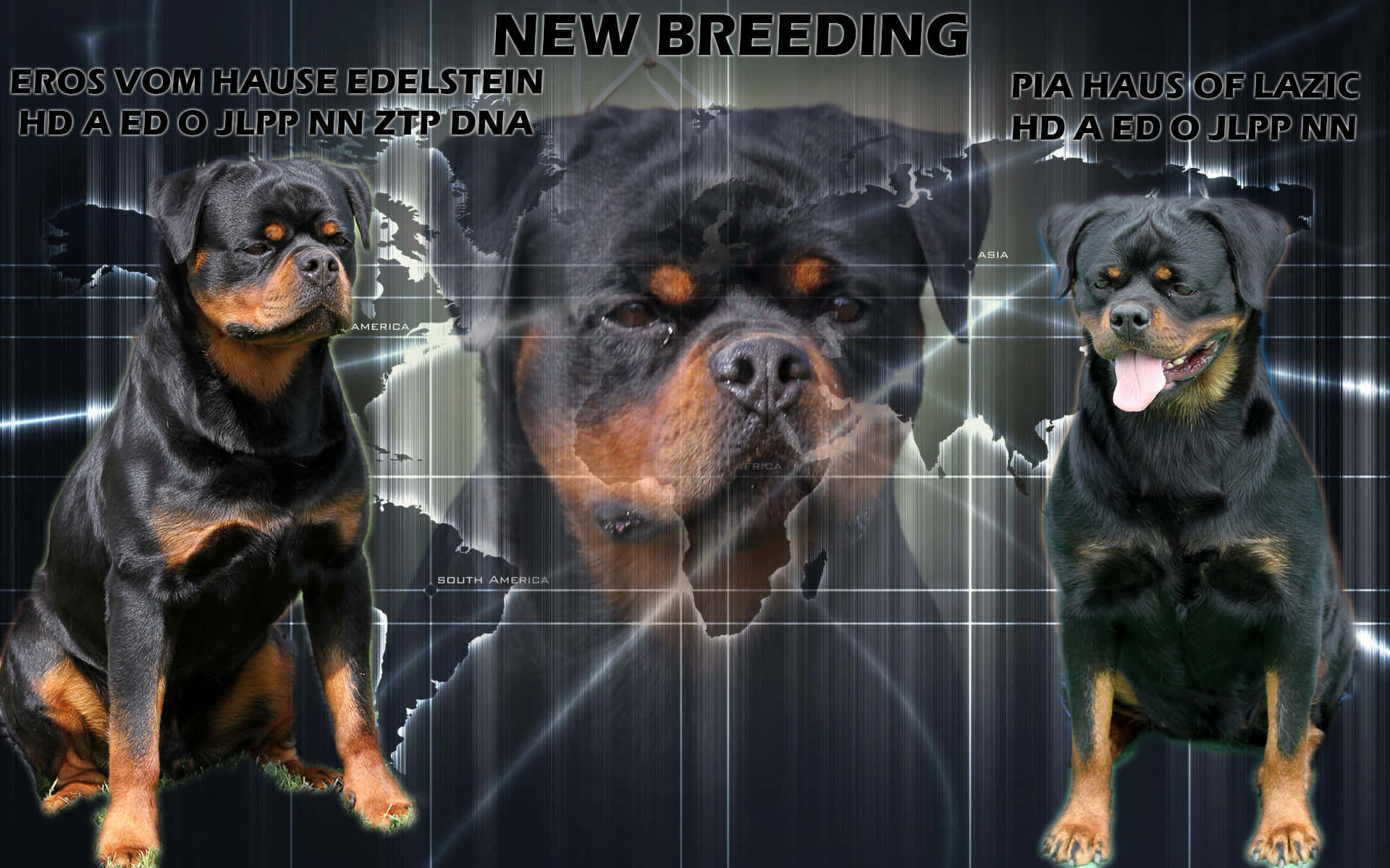 三隻洛威拿犬在世界地圖圖形上展示繁殖健康證書。
