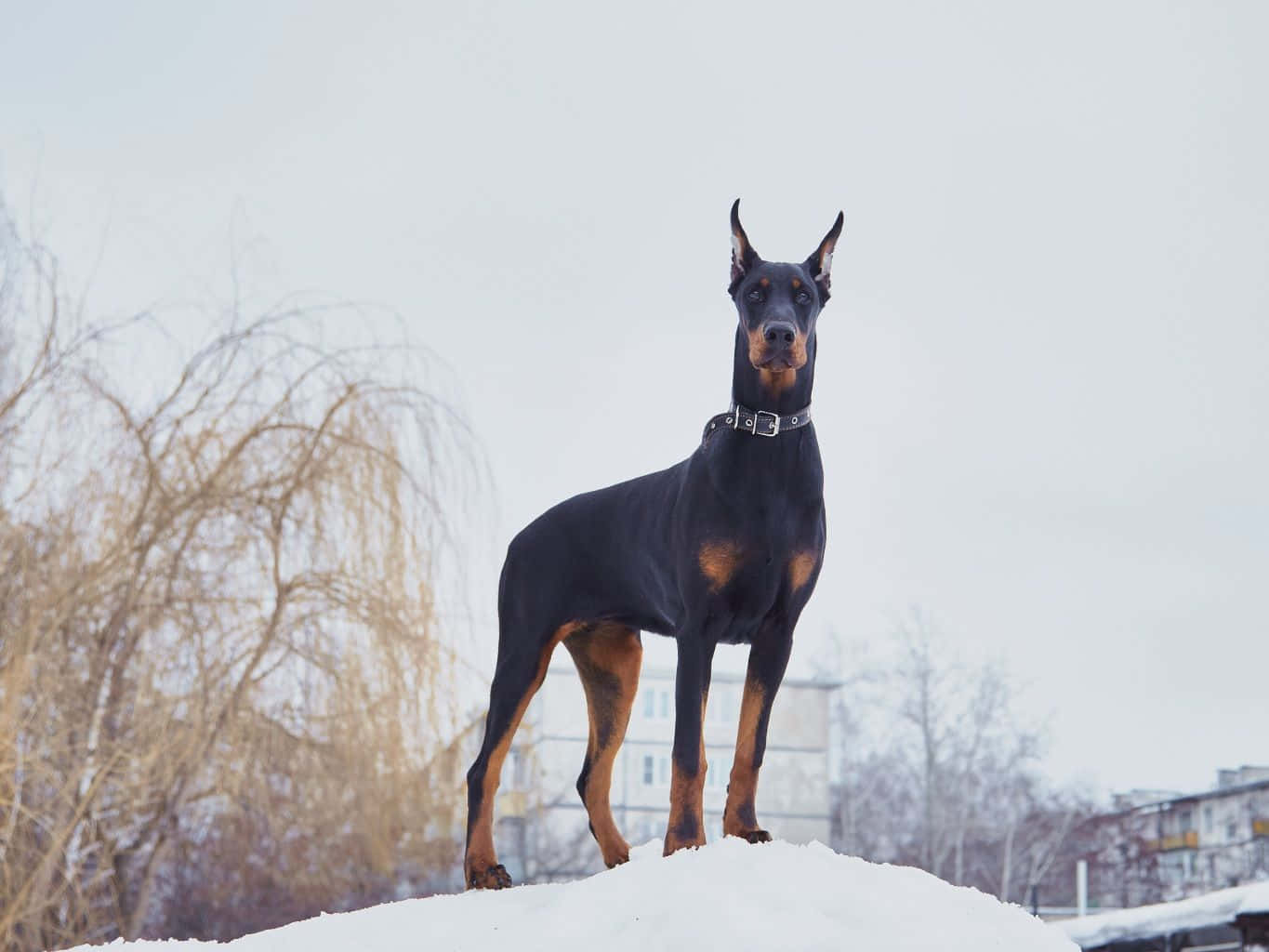 杜賓犬冬天站在雪地上，背景有光禿的樹木和建築物。