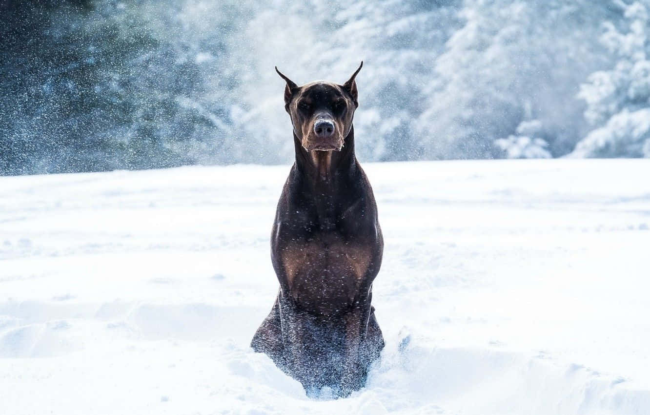 黑色杜賓犬站在深雪中，雪花飛舞。