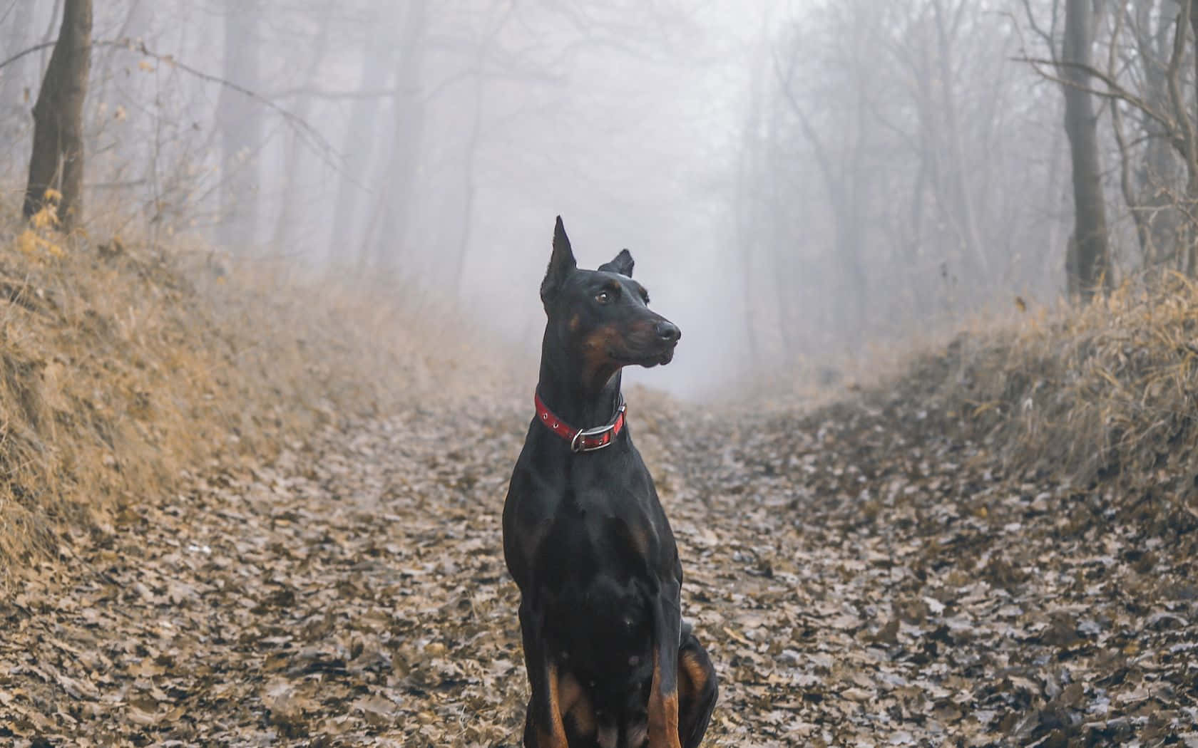 杜賓犬坐在佈滿落葉的霧濛濛森林小徑上。