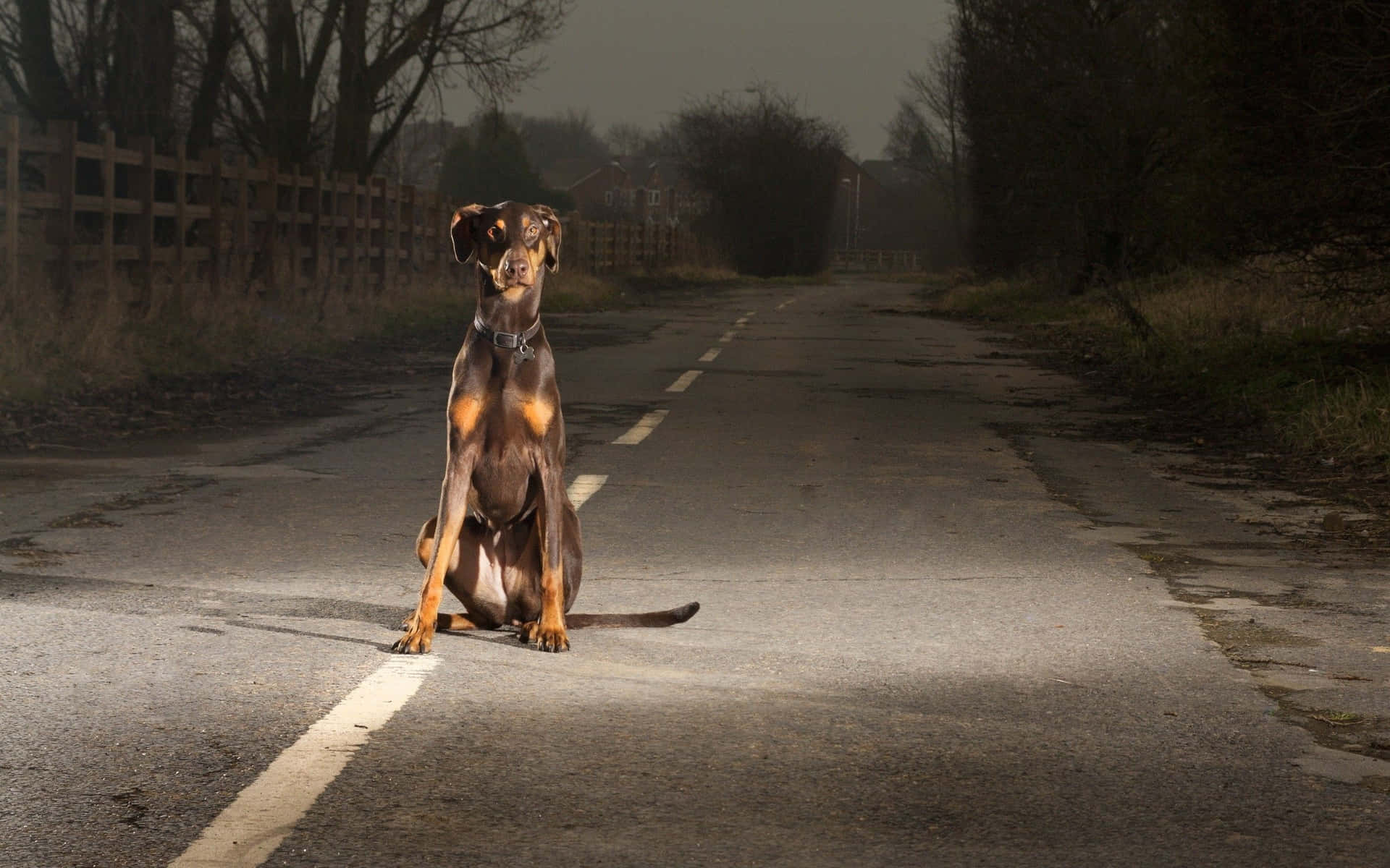 杜賓犬在夜間潮濕的鄉村道路上，在聚光燈下坐著。