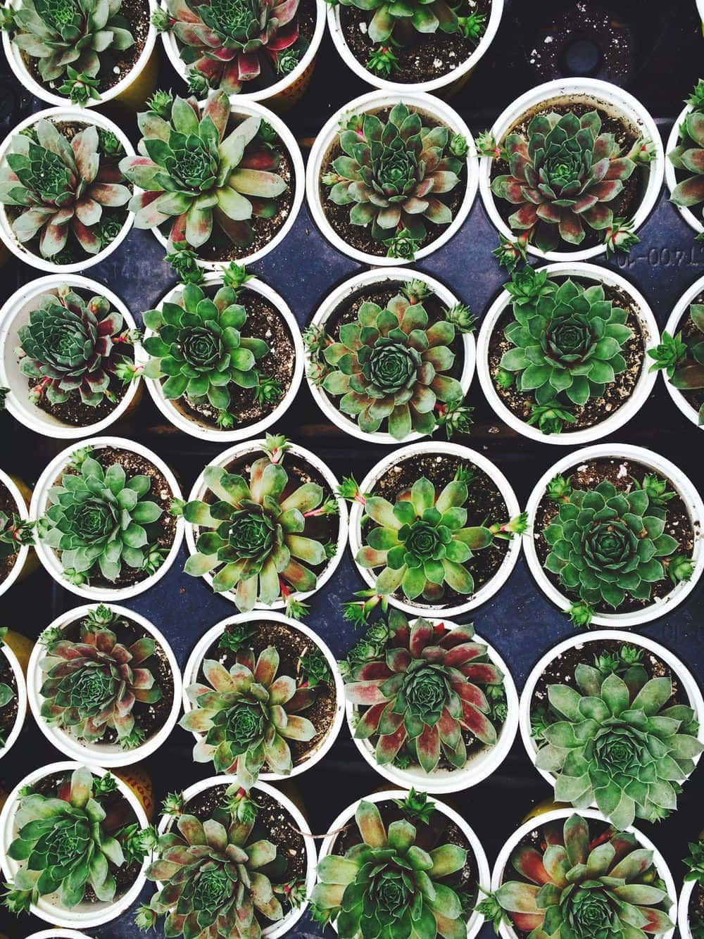 杯上多肉植物圖 壁紙 — 從上方俯瞰，大量盆栽多肉植物整齊排列在深色表面上，展現出各種綠色和紅色色調。