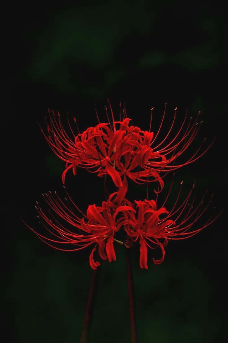 兩朵紅色彼岸花在黑暗背景中發光。