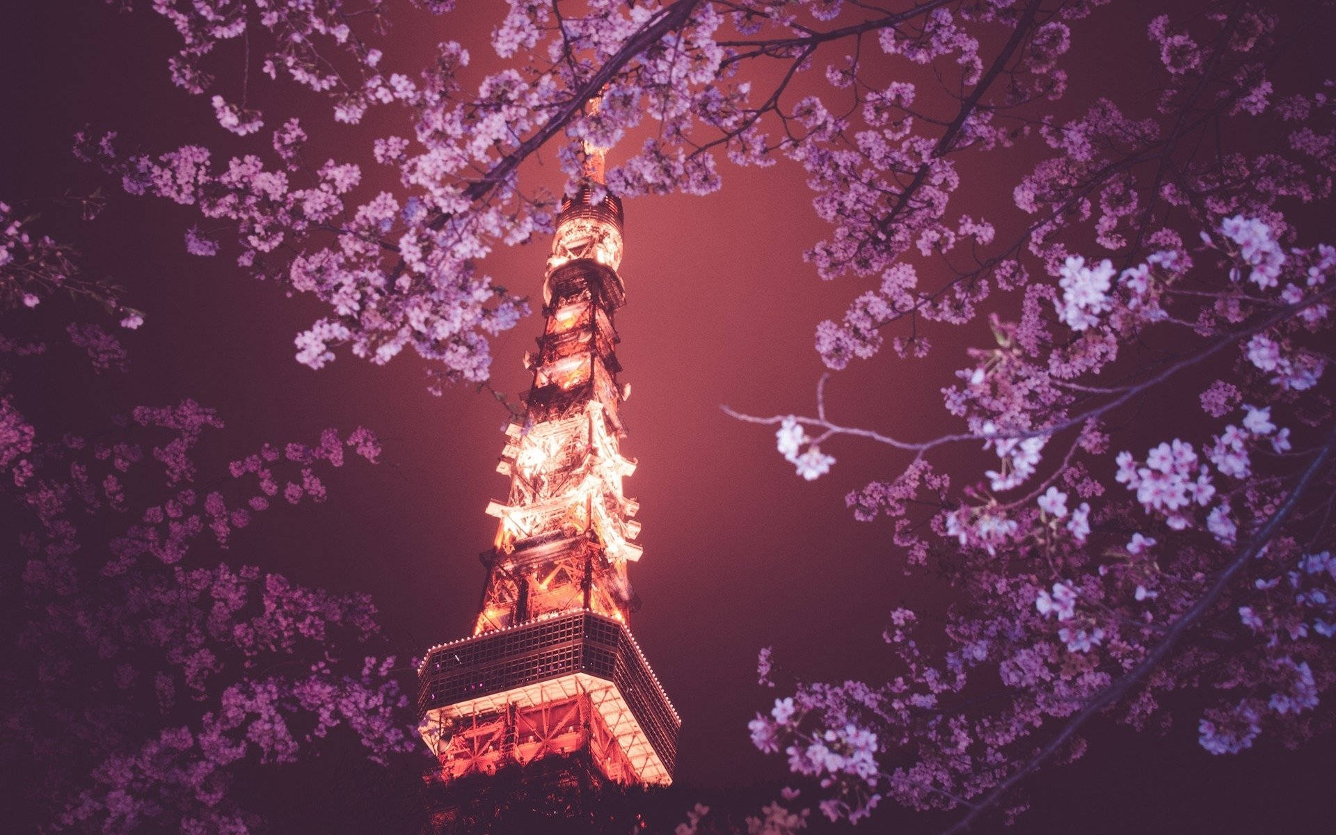 東京塔頂層櫻花 壁紙 — 在深紫色夜空下，盛開的櫻花襯托著發光的東京鐵塔。