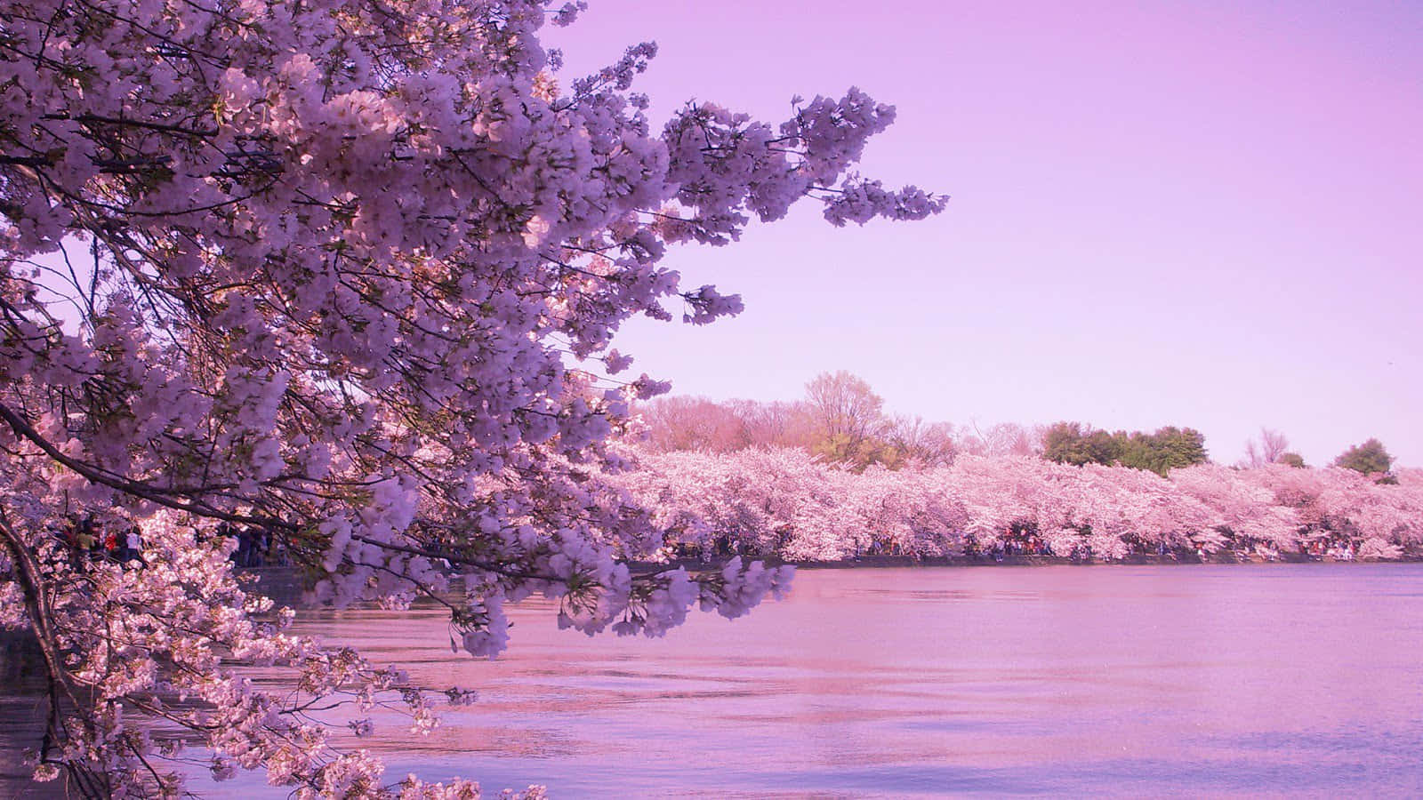 東京背景：河畔櫻花樹 壁紙 — 粉紅色的櫻花在樹枝上密集綻放，襯托著平靜的湖面和柔和的紫色天空。