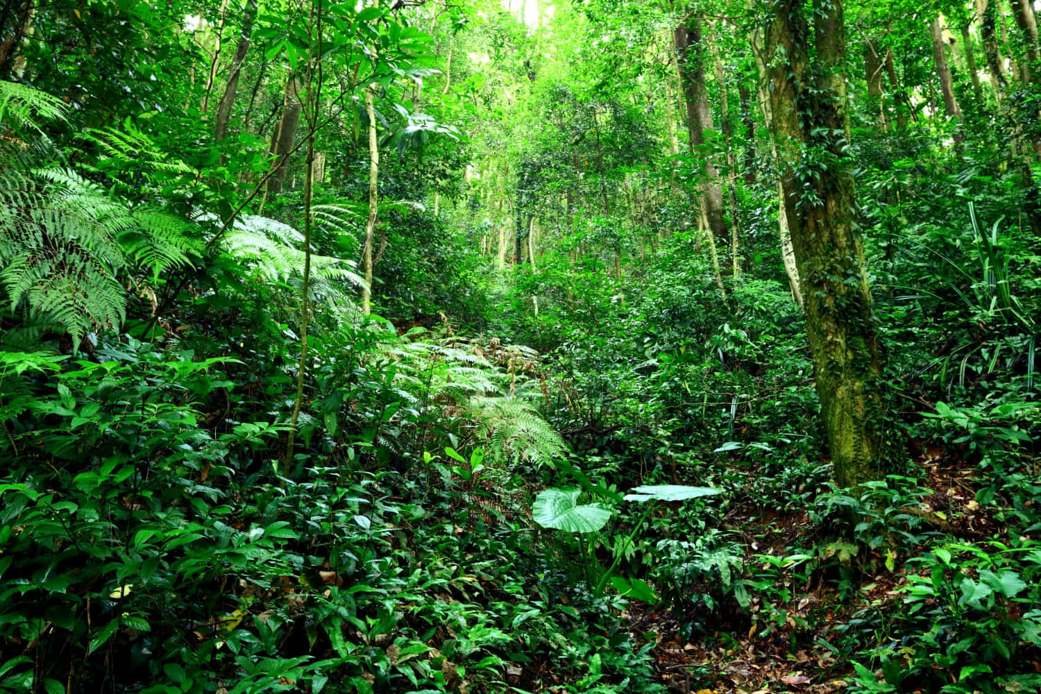 東南亞的翠綠叢林 壁紙 — 一片茂密的熱帶森林，高聳的樹木、蕨類植物和濃密的綠色樹葉沐浴在斑駁的陽光中。