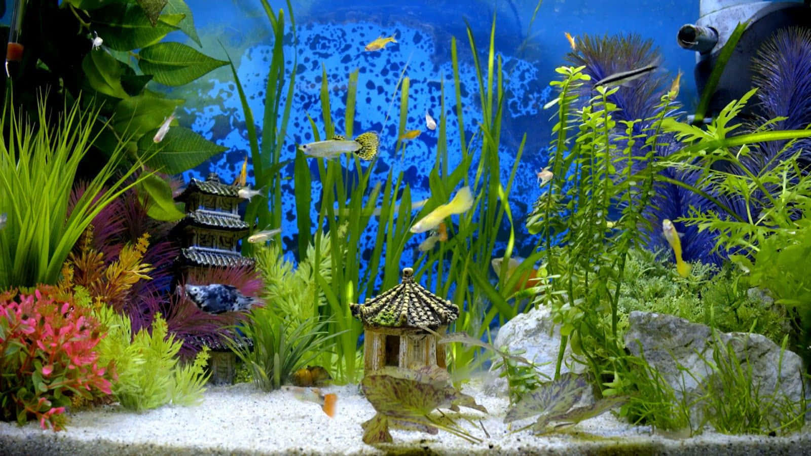 東方建築雕塑魚缸背景 壁紙 — 充滿活力的水族館場景，色彩繽紛的魚兒在茂密的綠色植物和裝飾性寶塔飾品之間游動，底部是沙地。