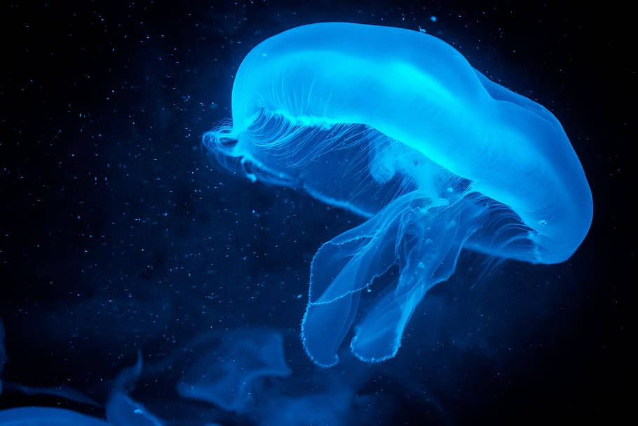 一隻發光的藍色水母漂浮在帶有粒子的黑暗海水中。