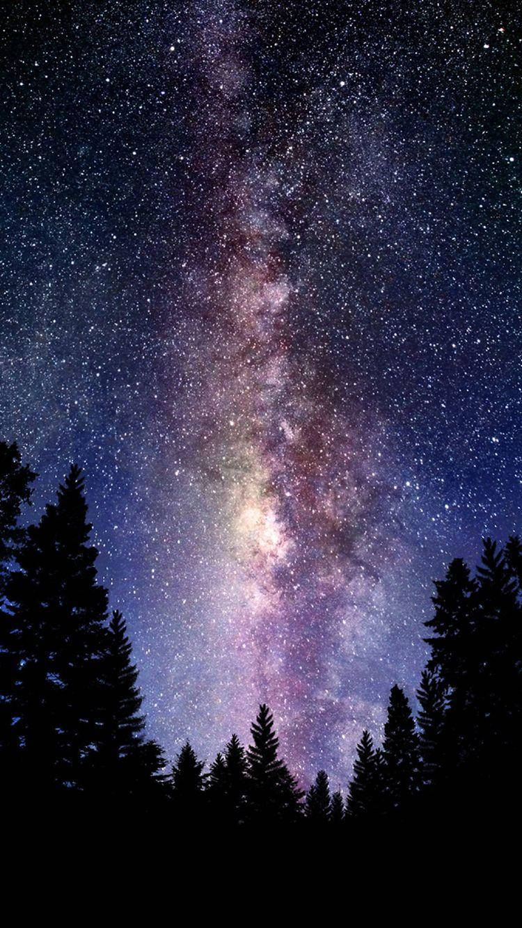 銀河系在繁星點點的夜空下，拱形跨越黑暗的松樹剪影。