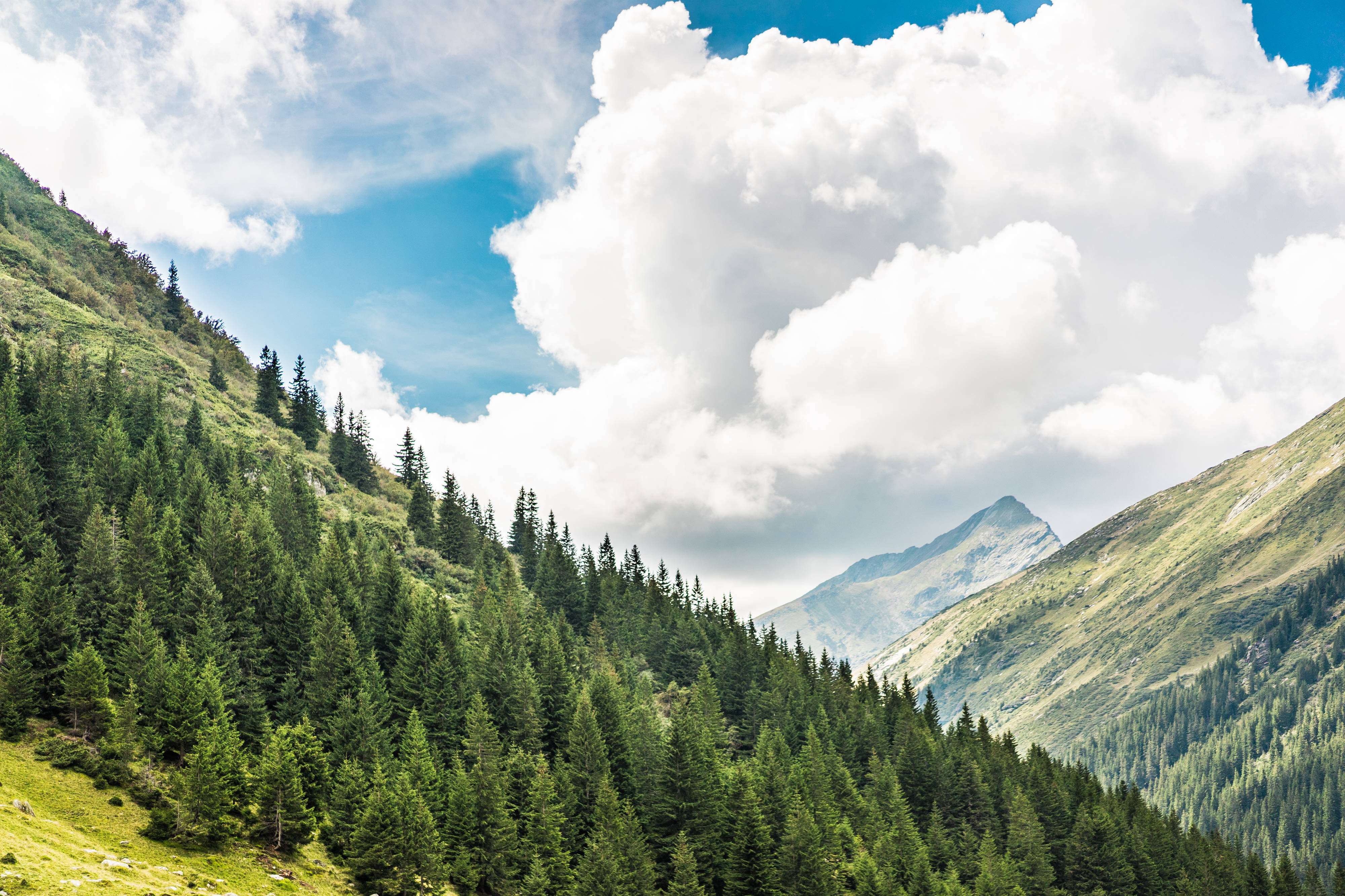 松樹林最美自然風景 壁紙 — 廣闊的綠色森林覆蓋著陡峭的山坡，天空湛藍，白雲蓬鬆。