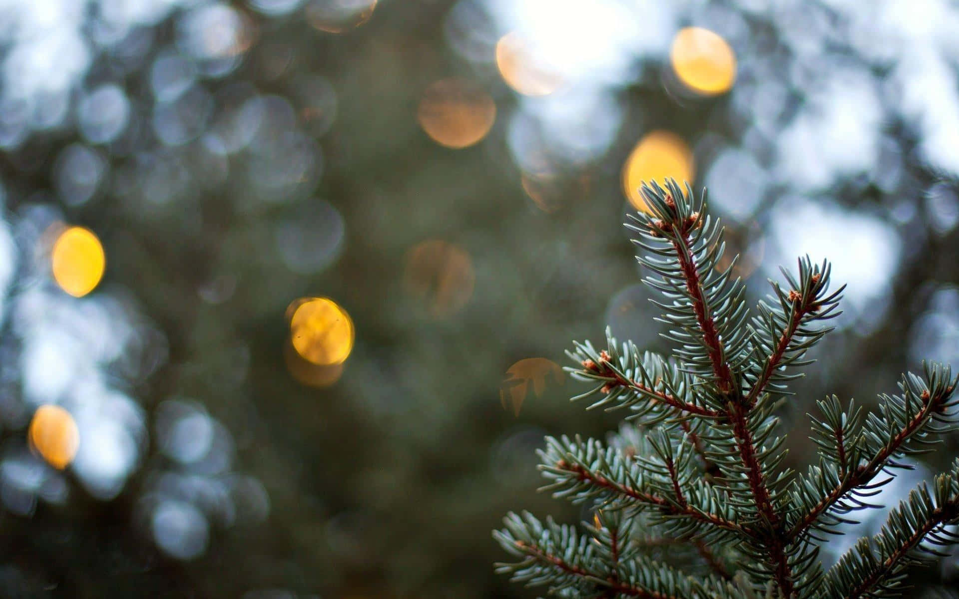 Rustic Christmas 桌布 壁紙 — 松樹枝條的特寫，針葉尖銳，背景是柔和散景的金色燈光和柔和的綠色。
