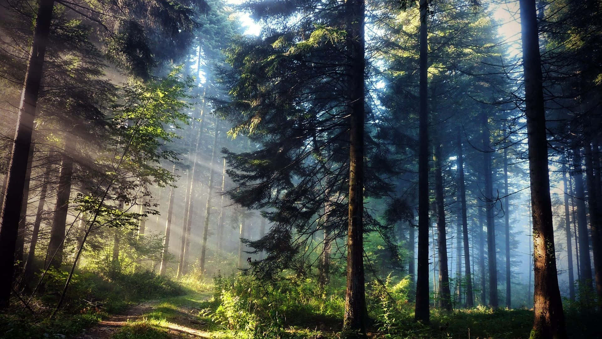 松樹森林陽光背景 壁紙 — 陽光穿過迷霧森林中高大的松樹，在蜿蜒的泥土小徑上投下金色光芒。