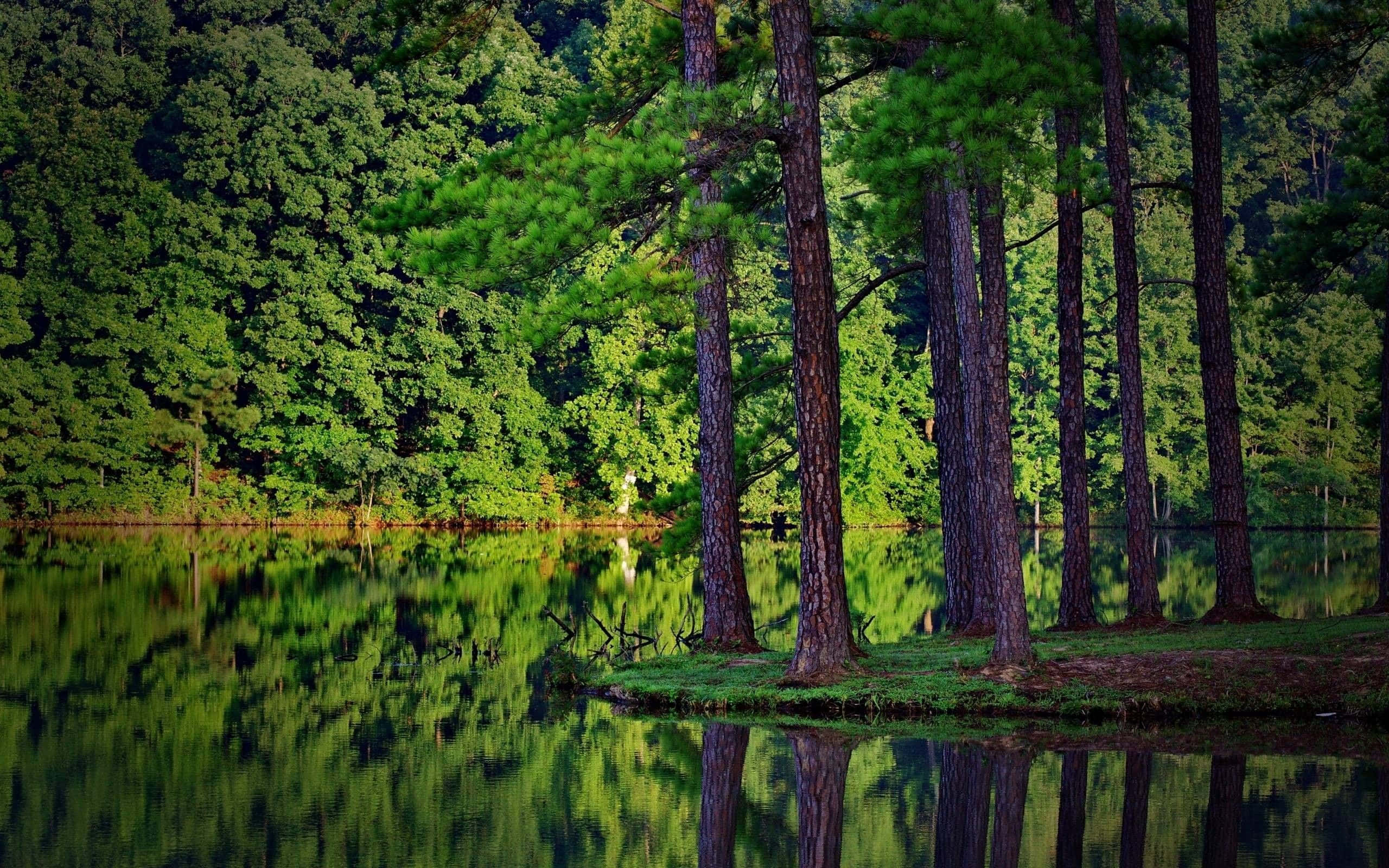 松樹湖面倒影背景 壁紙 — 高大的松樹矗立在水邊，倒映在平靜的綠色水域中，周圍是茂密的森林。