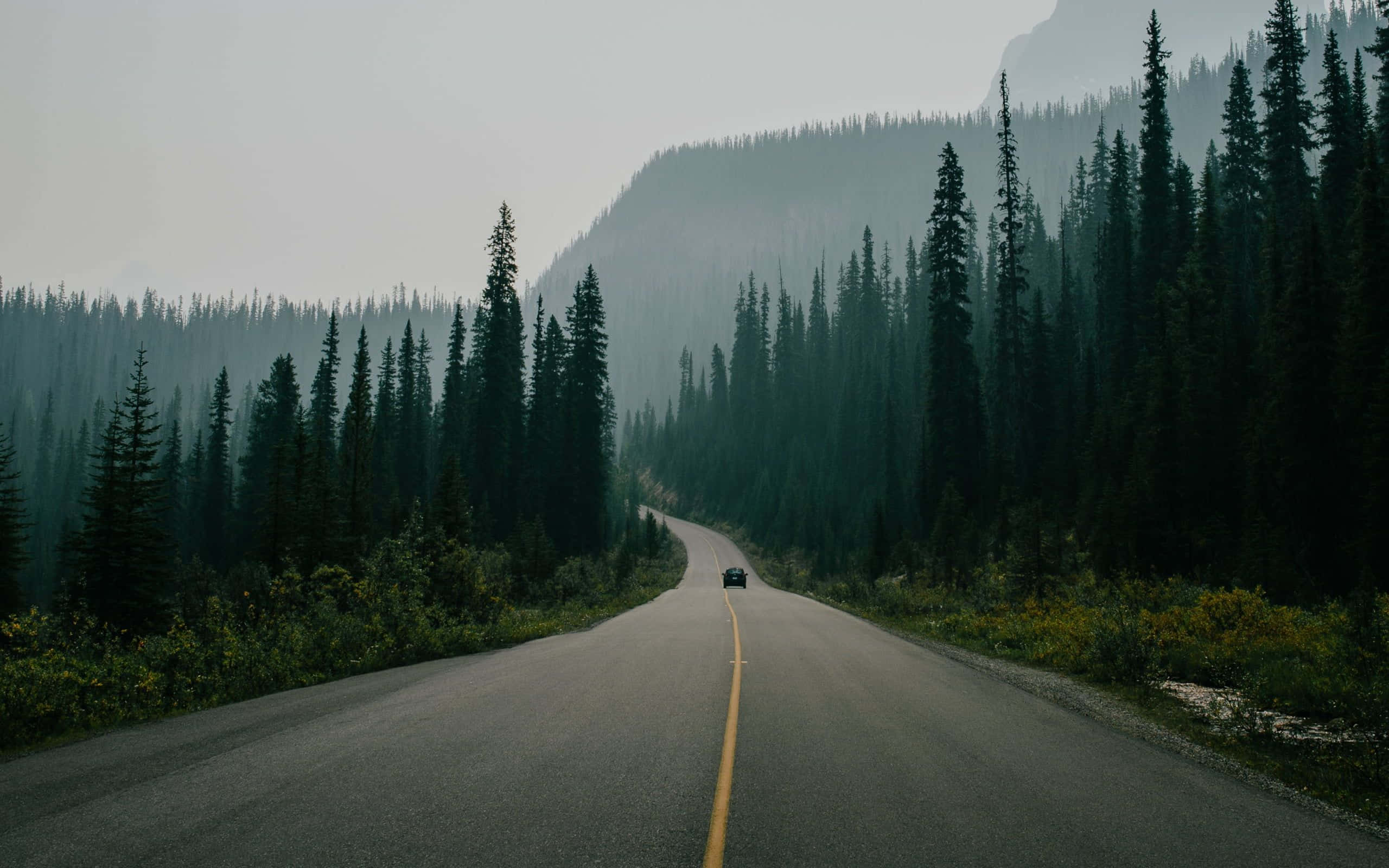 松樹環繞道路背景 壁紙 — 一輛孤獨的汽車在蜿蜒的瀝青路上行駛，兩旁是茂密的常綠森林，天空陰沉多霧。