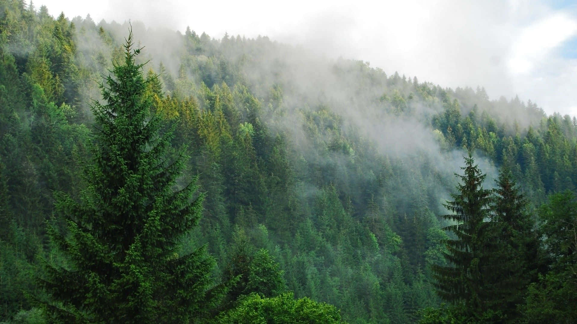 松樹白霧天空背景 壁紙 — 霧氣籠罩的早晨，覆蓋著起伏山丘上茂密的綠色森林，高大的松樹部分隱藏在柔和的霧中。