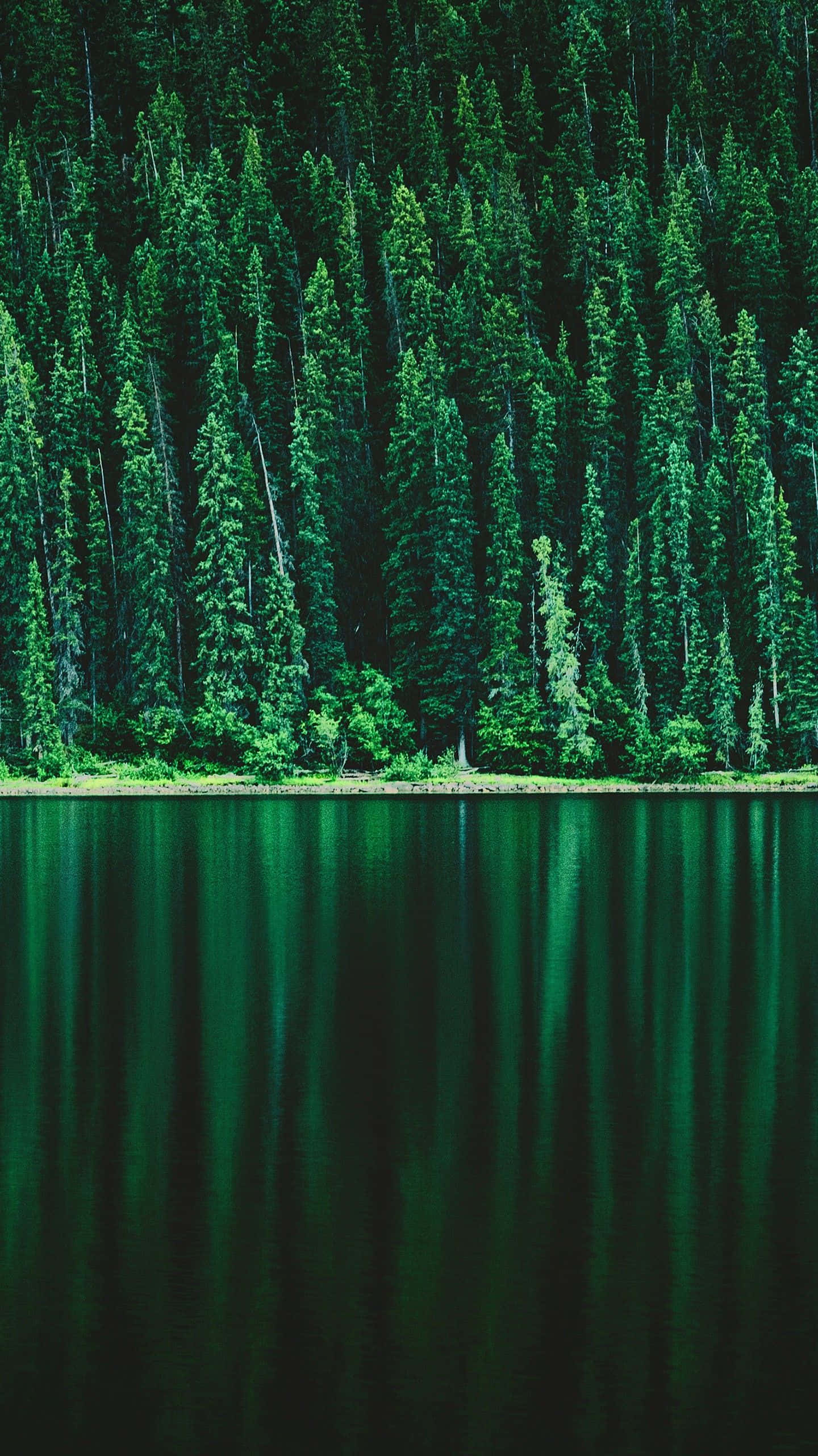 松樹綠色形狀背景 壁紙 — 寧靜的湖面映照著茂密的常綠樹林，在柔和自然光下。