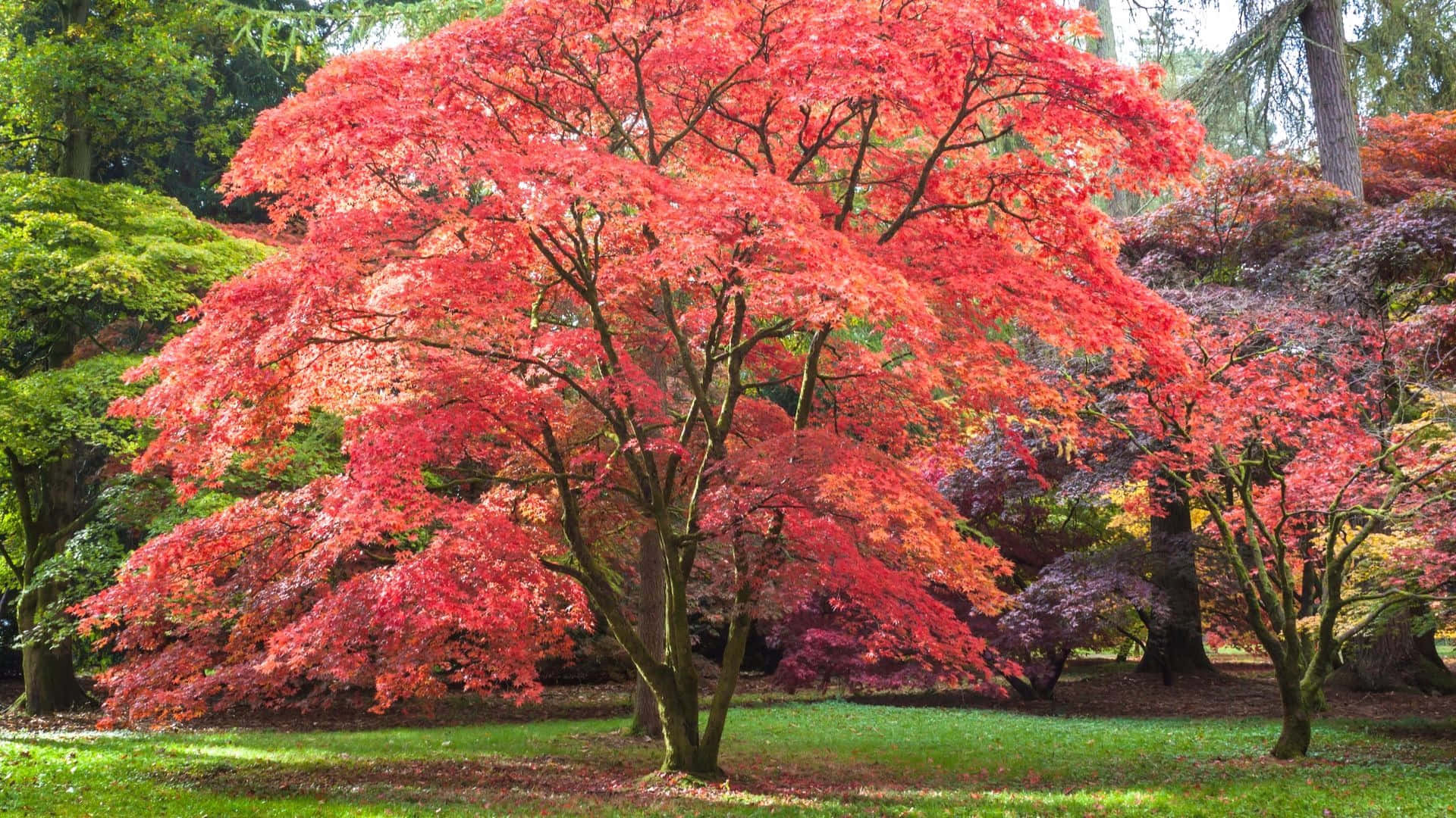 松樹間的寧靜景觀 壁紙 — 一棵充滿活力的紅楓樹在寧靜的公園中，以綠色和紫色的樹葉為背景，展現出秋天的燦爛。