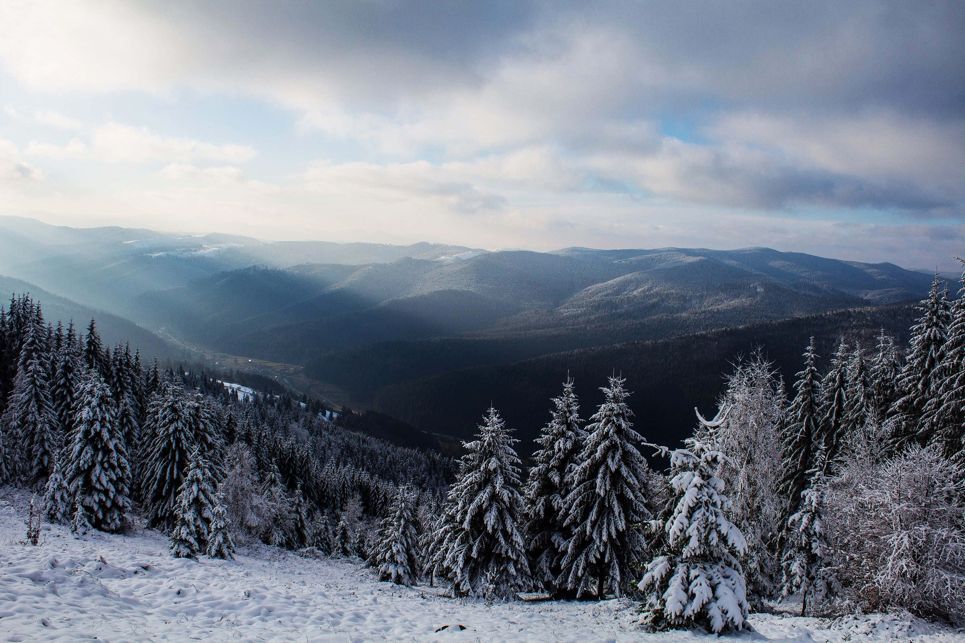 松樹雪景天空背景 壁紙 — 白雪覆蓋著常綠樹和起伏的山脊，在陰沉的冬日天空下。