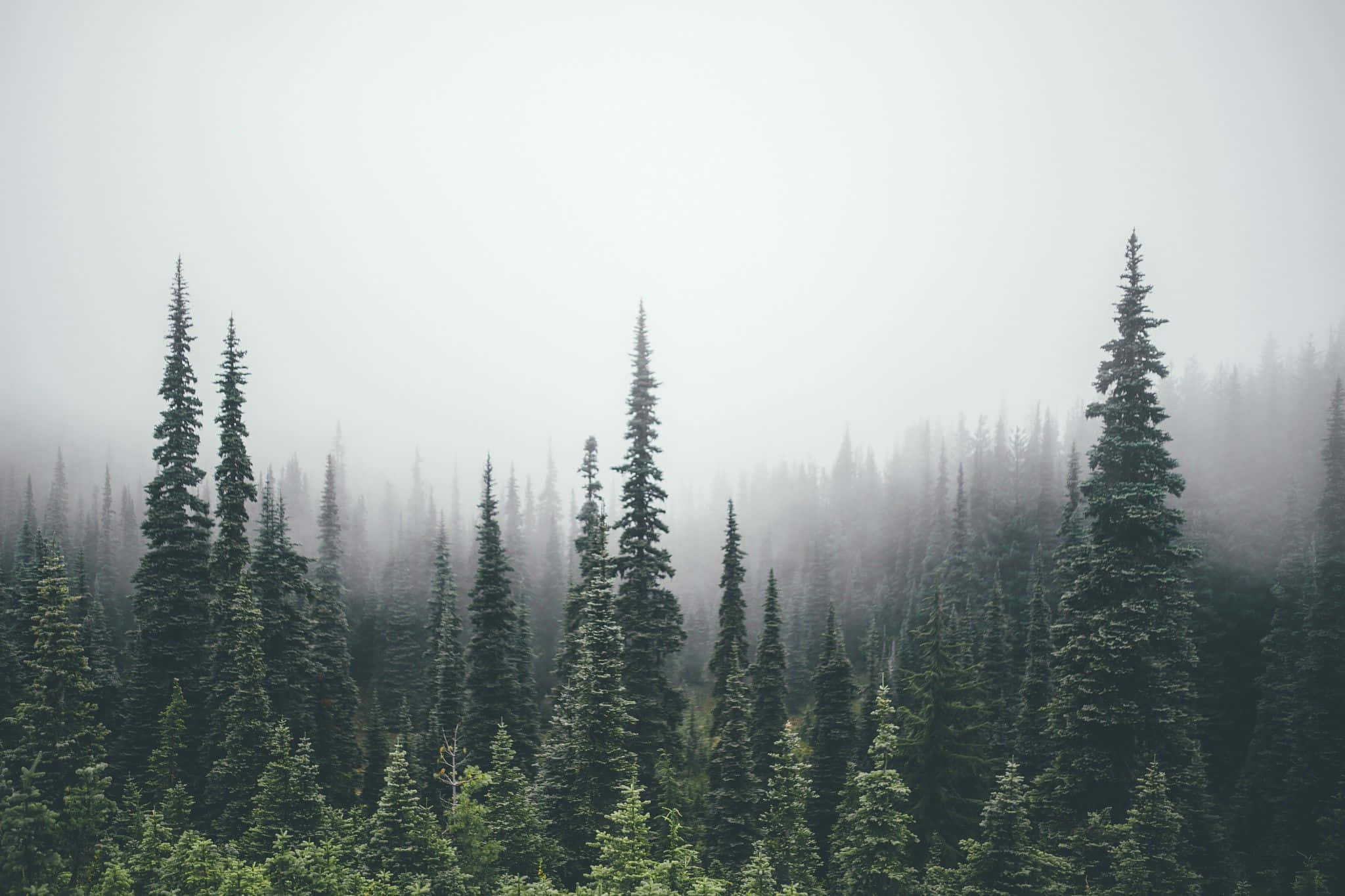 松樹霧氣朦朧背景 壁紙 — 霧氣籠罩的早晨，一片高大的常綠樹密林，營造出寧靜而神秘的氛圍。