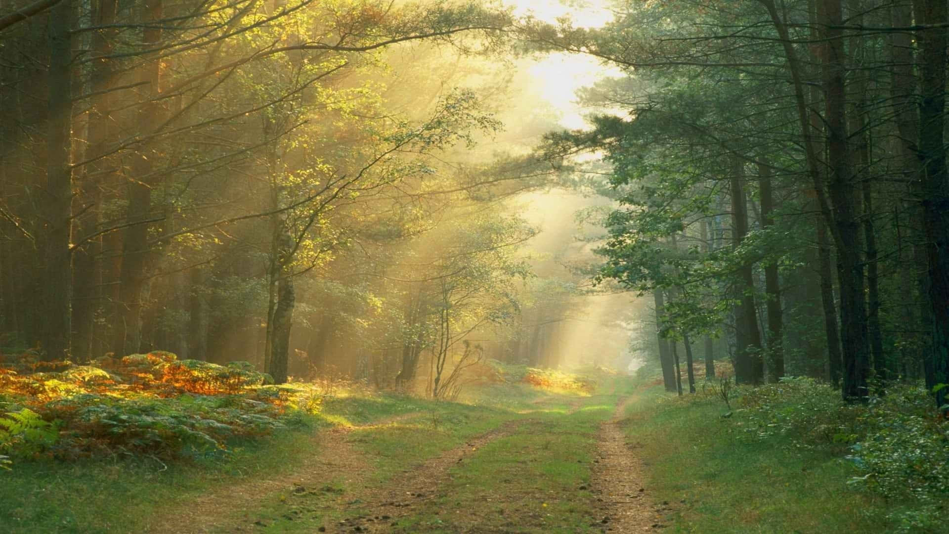陽光穿過霧氣瀰漫的森林樹木，灑在一條蜿蜒的泥土小徑上。