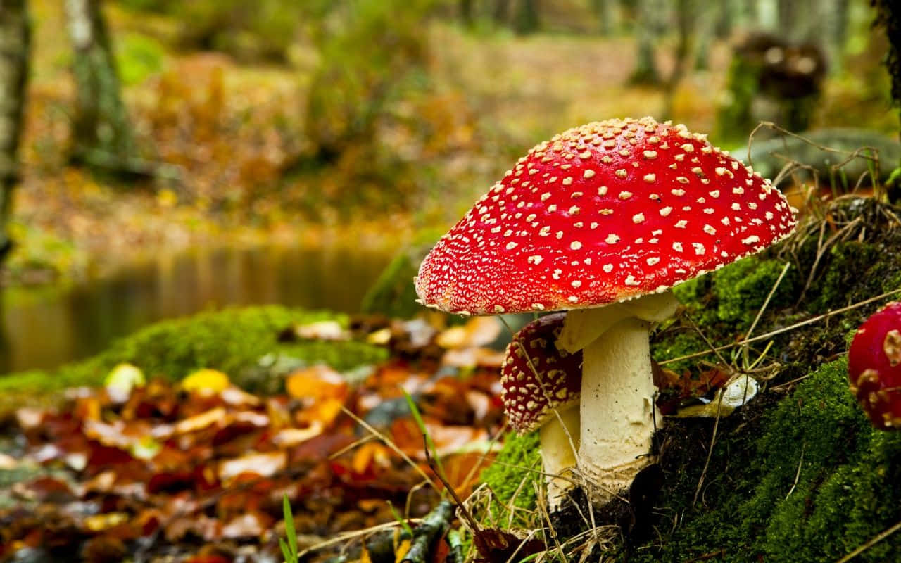 林間野生多彩蘑菇 壁紙 — 鮮紅色的毒蠅傘蘑菇帶有白色斑點，生長在森林溪流附近的苔蘚和落葉中。