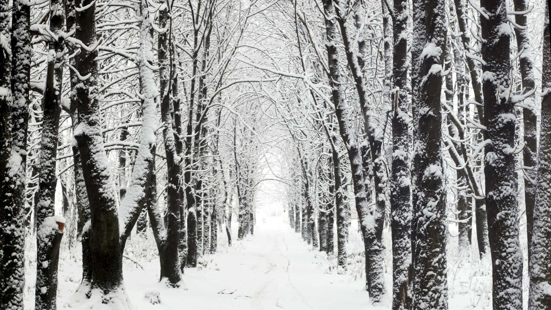 明亮的天空下，禿樹林立的雪地森林小徑。