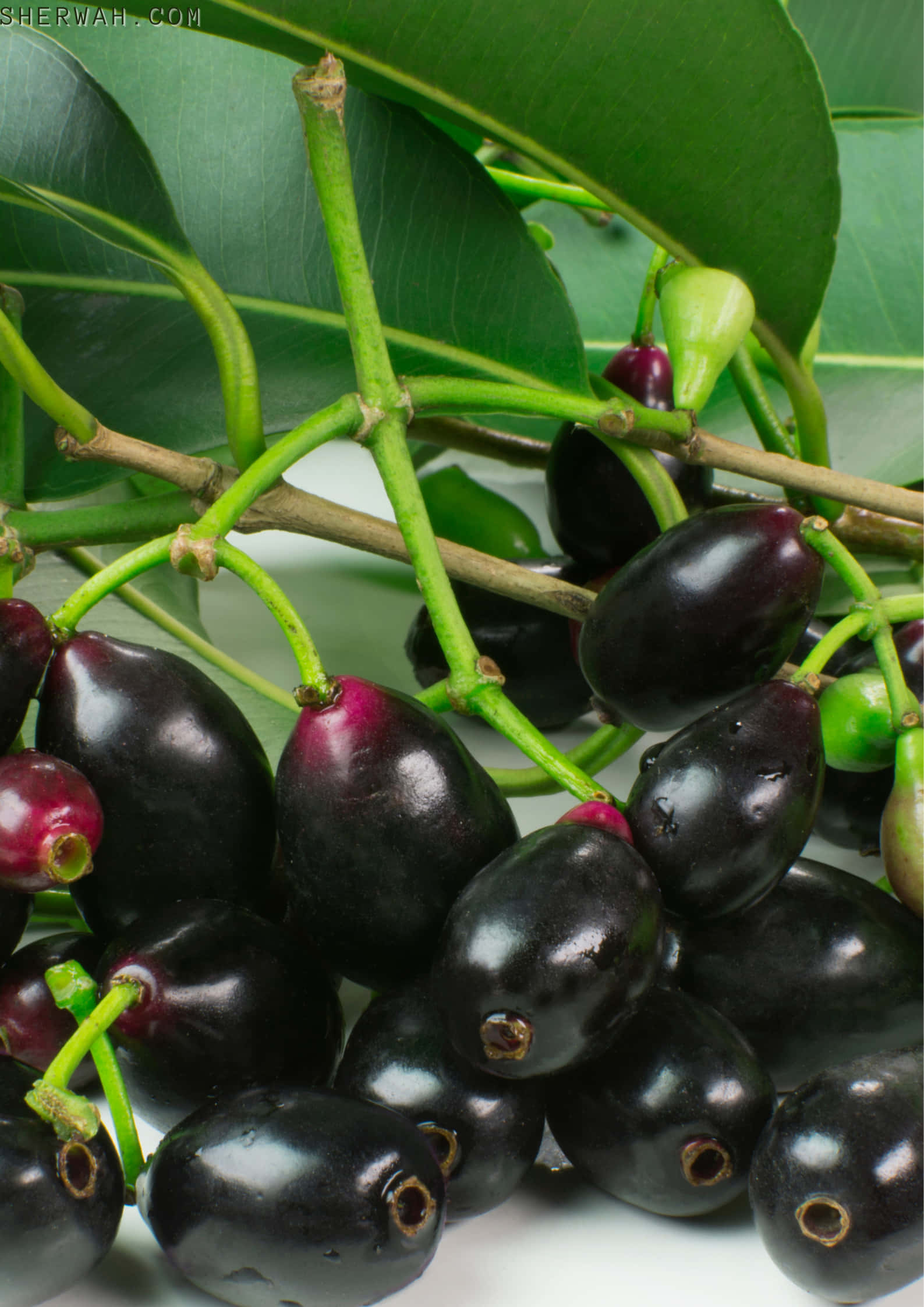 枝葉間的新鮮 Java 梅 壁紙 — 特寫鏡頭：光澤黑色和紫色的 jabuticaba 果實簇生在帶有寬大葉子的綠色莖上，背景為白色。