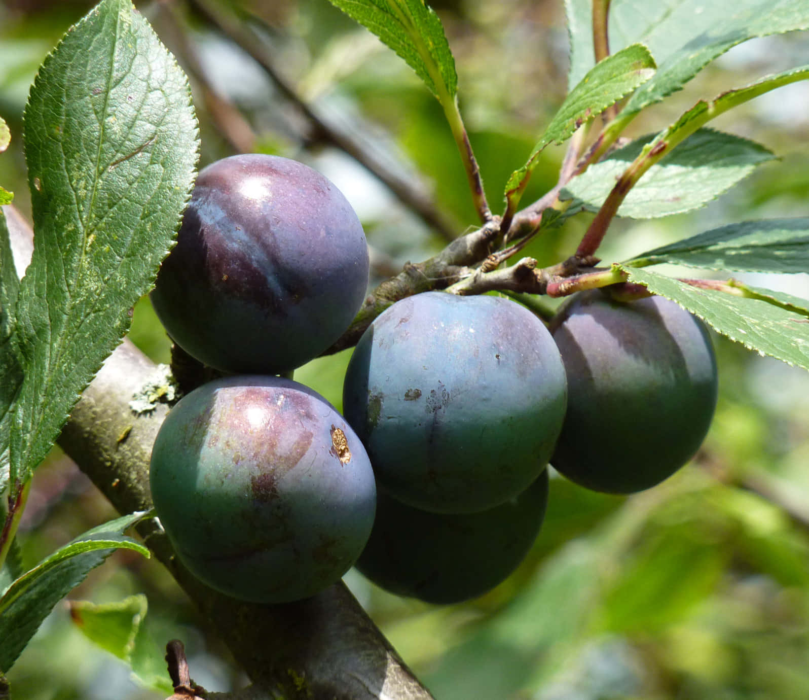 枝頭上正在成熟的 Damson 梅子 壁紙 — 成熟的紫色李子成簇掛在樹枝上，周圍是鮮綠色的葉子，在明亮的陽光下。