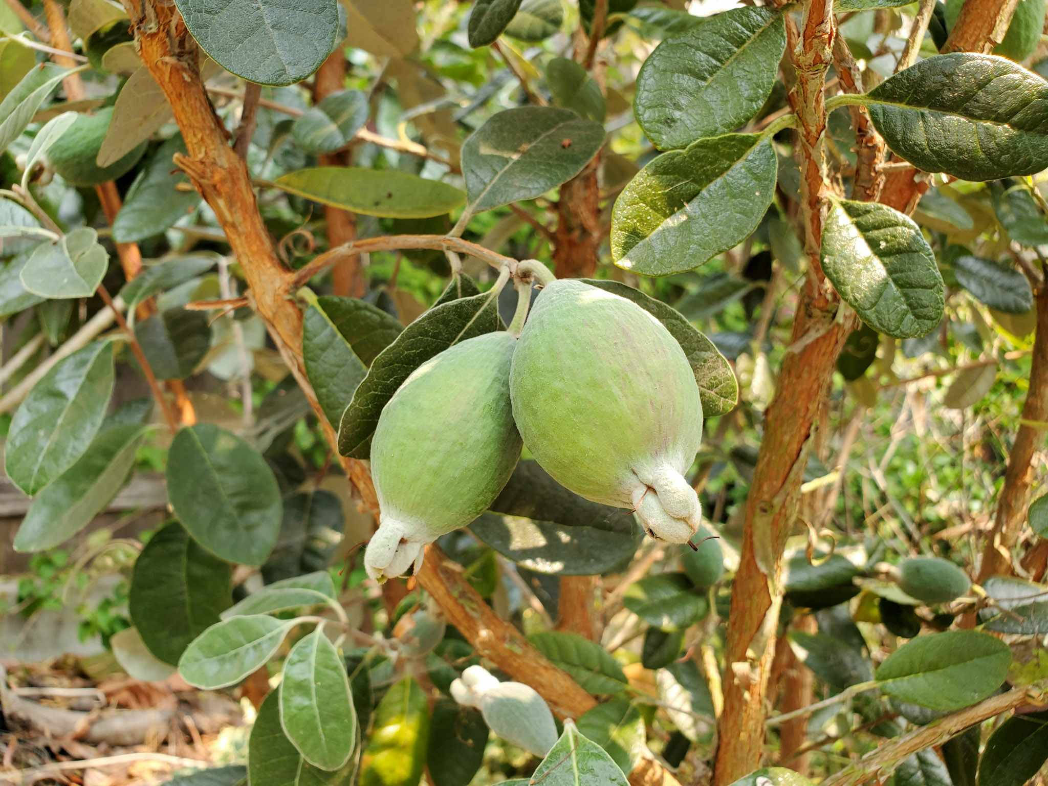 枝頭上的兩顆 Feijoa（菠蘿番石榴） 壁紙 — 兩個綠色菲油果掛在枝葉茂密的樹枝上，樹枝有褐色莖和光澤葉片，在明亮的陽光下。