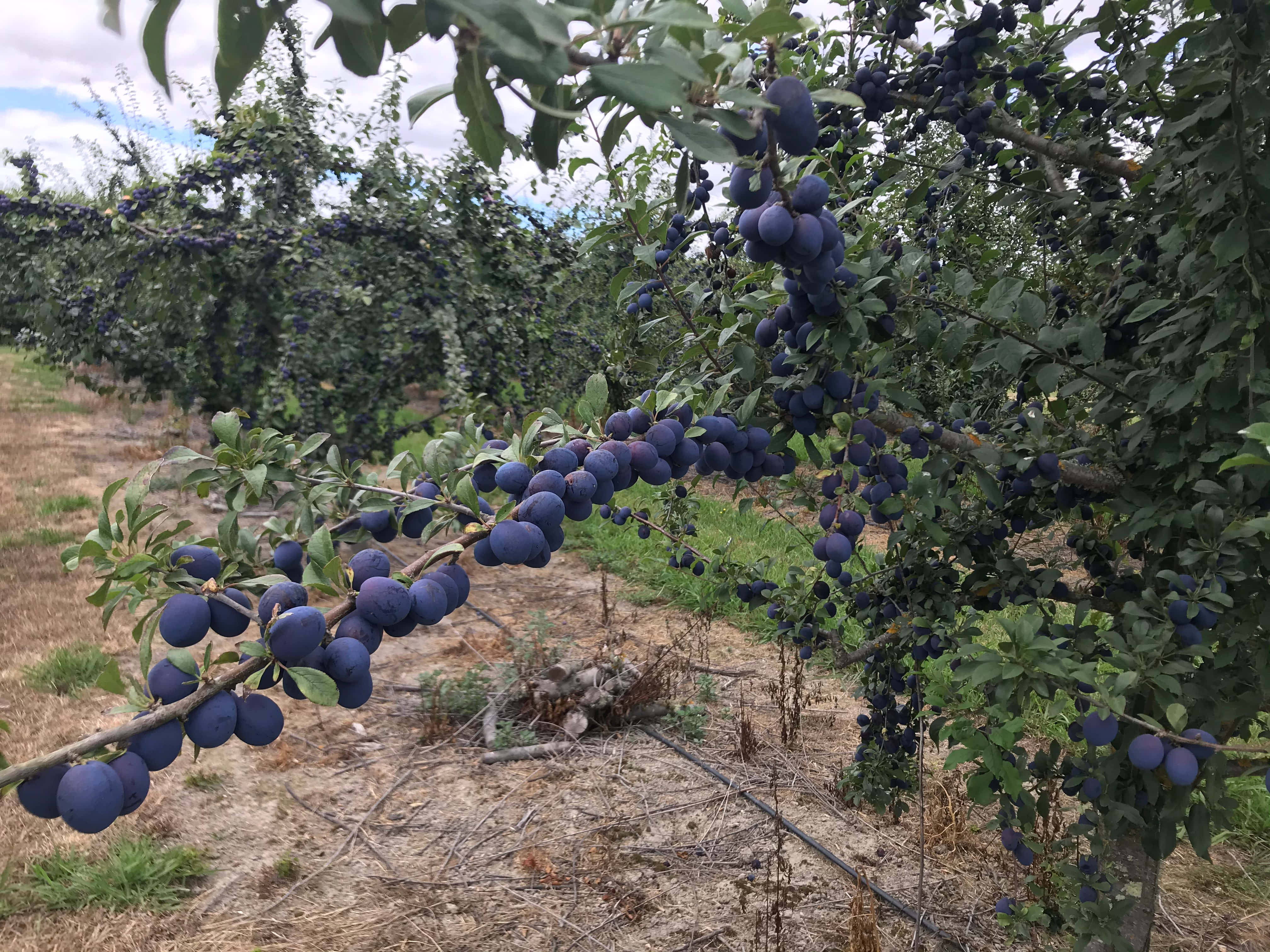 枝頭上豐盈的 Damson 梅子 壁紙 — 成熟的深紫色李子沉甸甸地掛在陽光普照的果園中一棵茂盛綠樹的樹枝上。