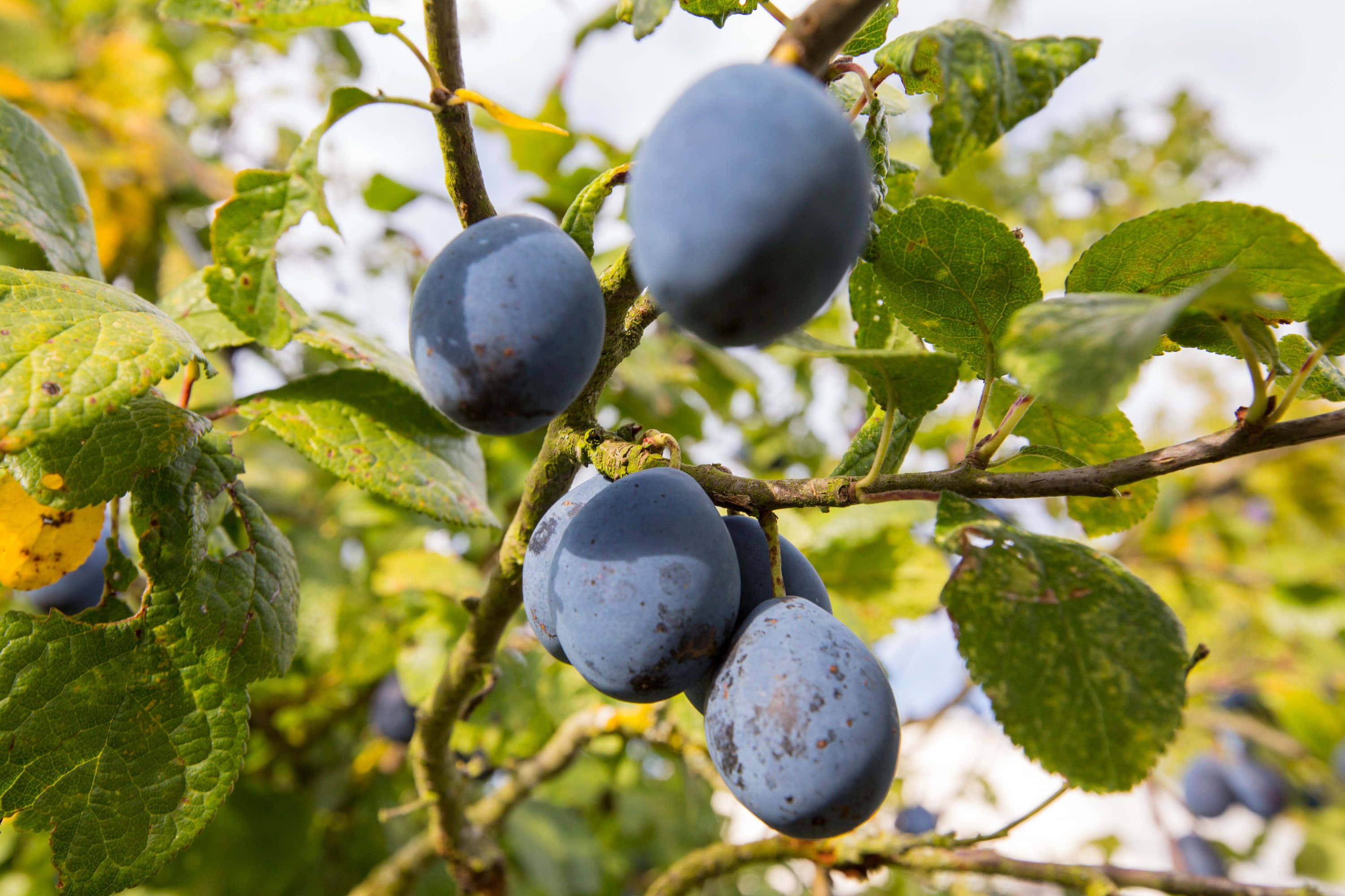枝頭上飽滿的 Damson 梅子 壁紙 — 成熟的深紫色李子成簇掛在陽光照耀的樹枝上，周圍是鮮綠色的葉子。