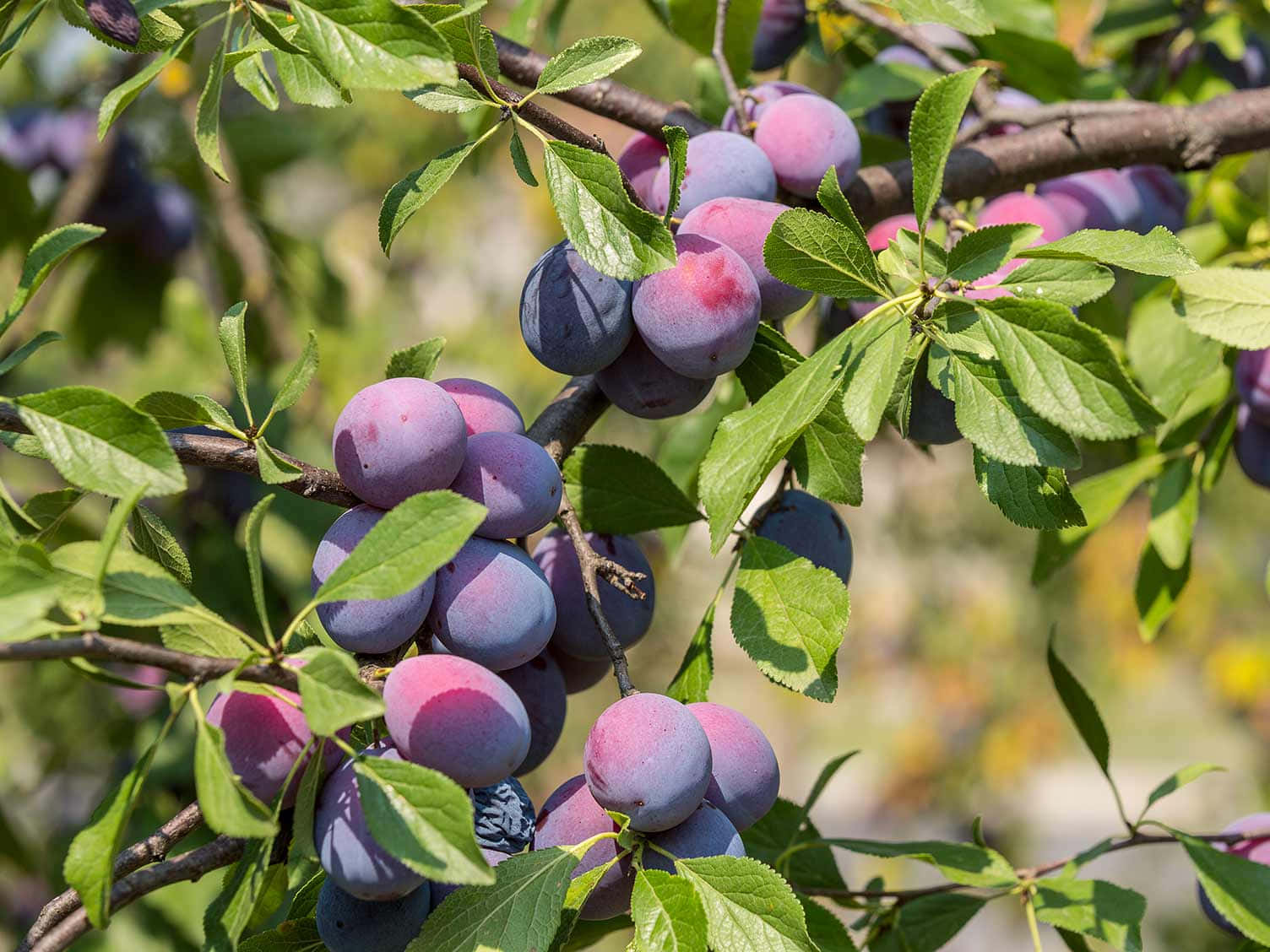 枝頭垂掛的鮮豔黑 plum 壁紙 — 成熟的紫色李子簇擁在陽光照耀的枝條上，周圍是鮮綠色的葉子。