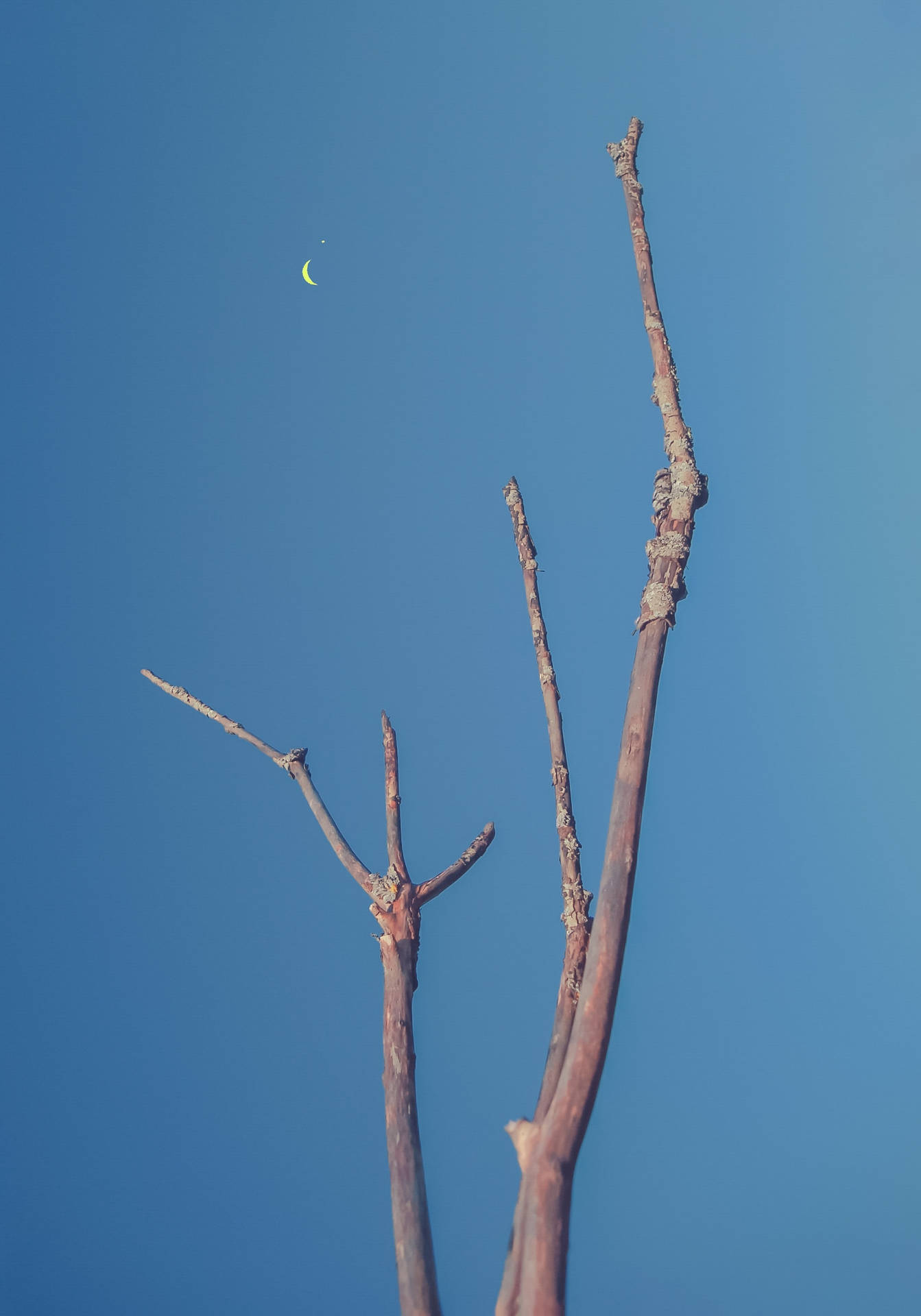 禿樹枝在藍天下襯托出剪影，伴隨著新月