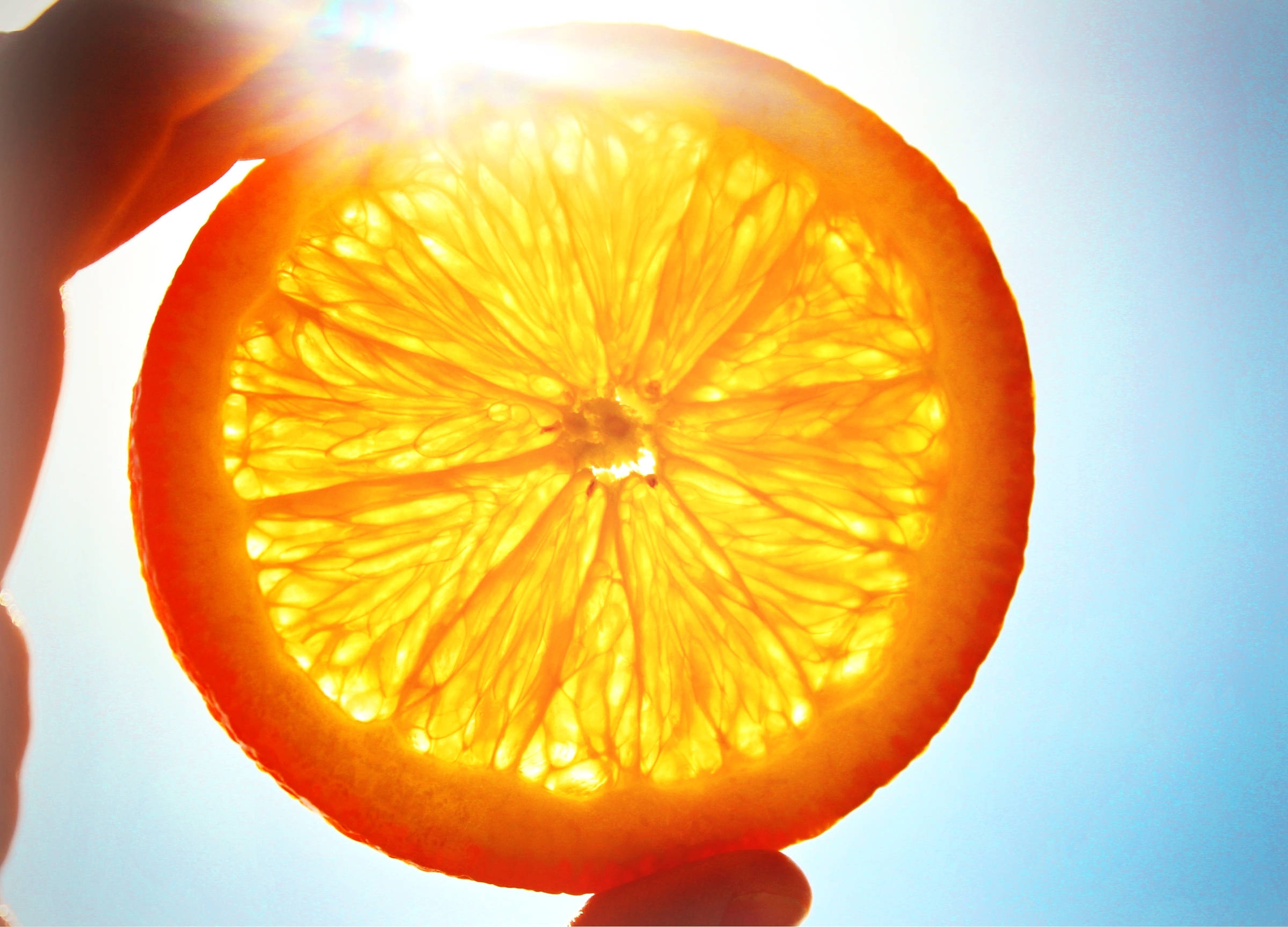 柑橘對著太陽 壁紙 — 一隻手拿著一片切開的橙對著太陽，透過多汁的橙肉創造出燦爛的金色光芒。