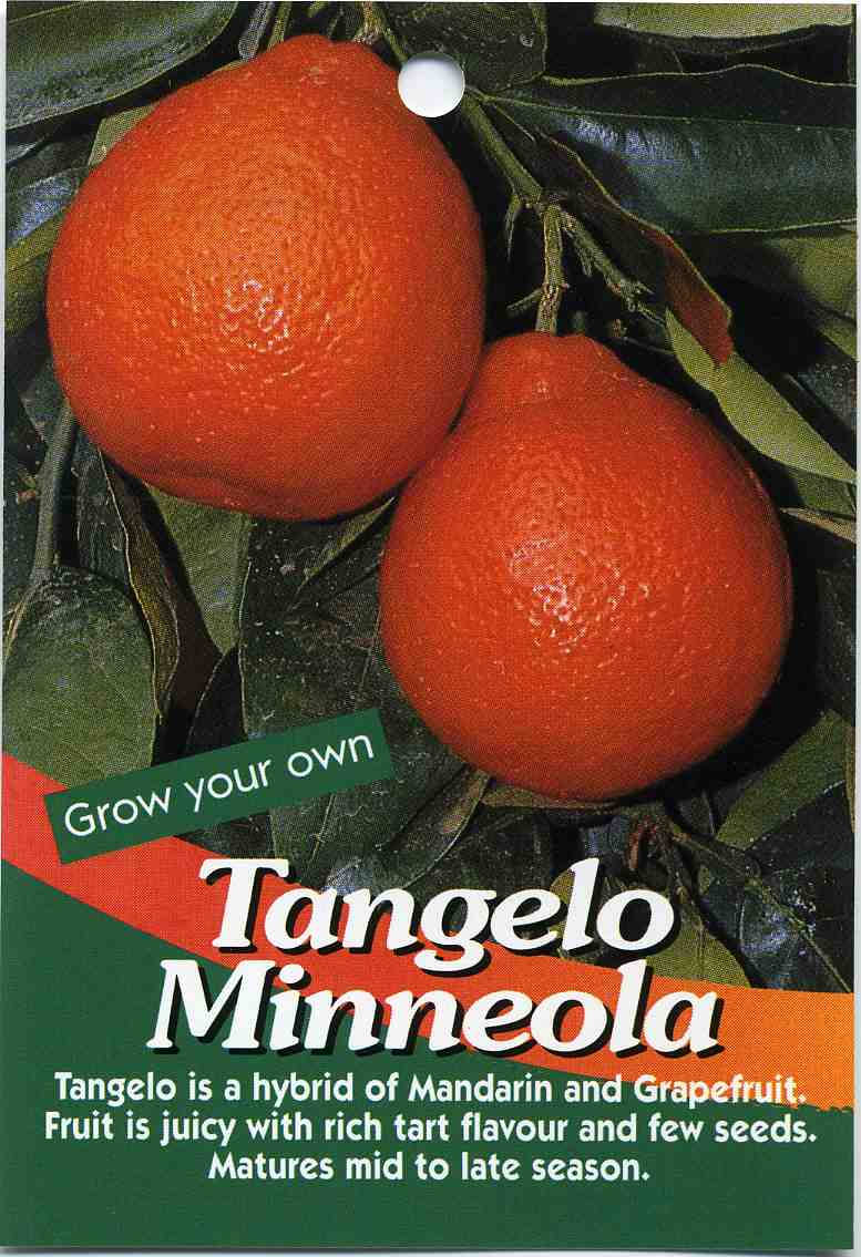樹上的Tangelo Minneola果實及種子包裝文字