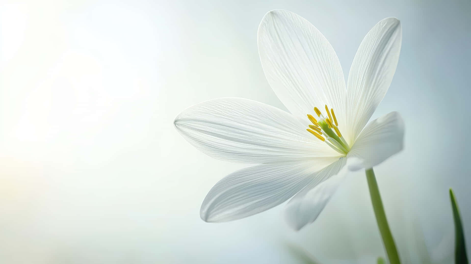 一朵帶有黃色中心的白色花朵，在明亮背景下柔和綻放。