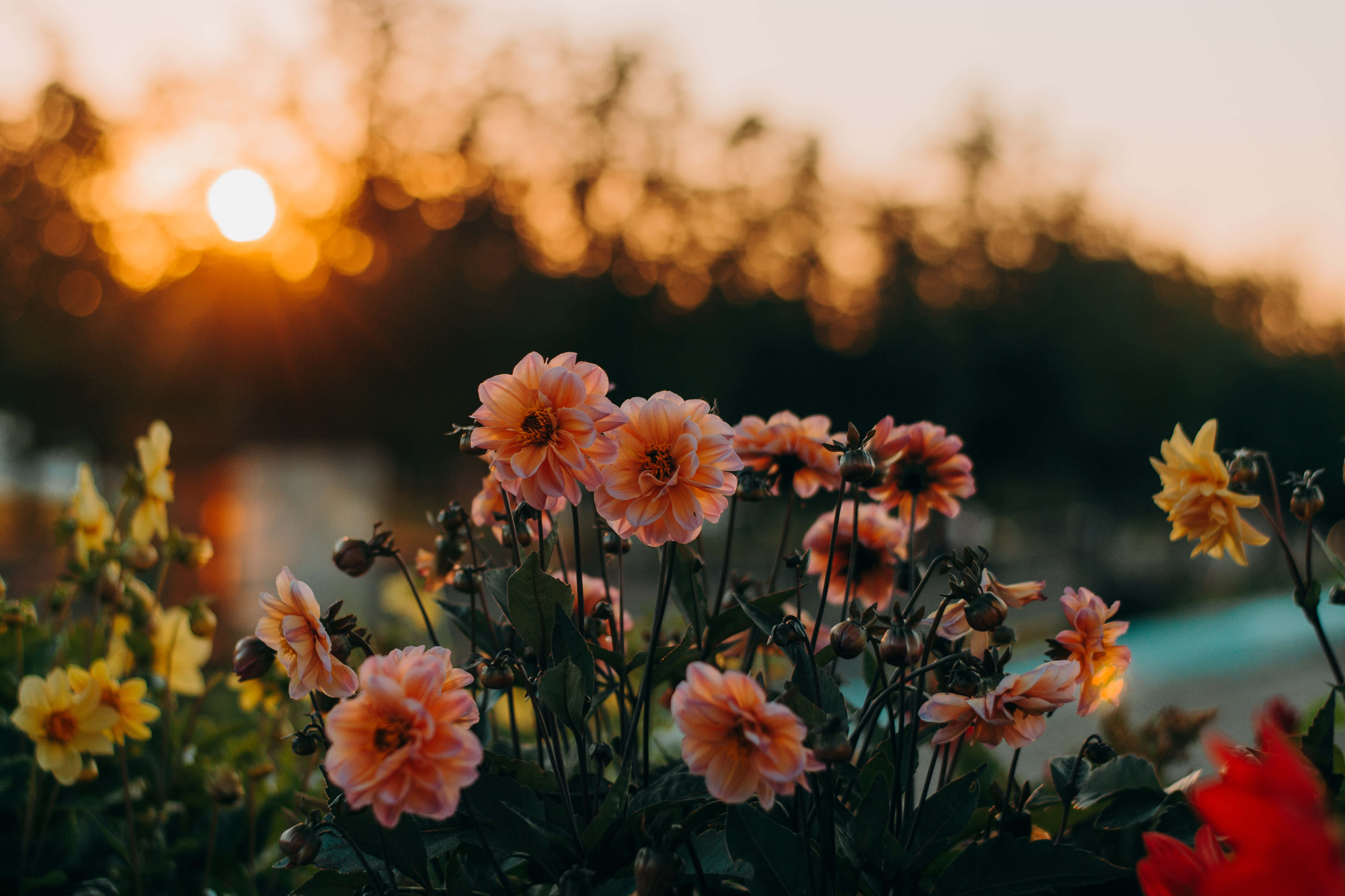 Summer Flowers 桌布 壁紙 — 柔和嘅桃色同黃色大理花喺模糊嘅日落天空背景下，帶住金色散景溫暖咁發光。