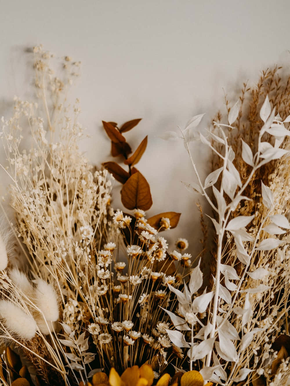 Dried Flowers 桌布 壁紙 — 柔和地擺放乾花和葉子，以溫暖的米色和金色調，襯托中性色調的牆壁。
