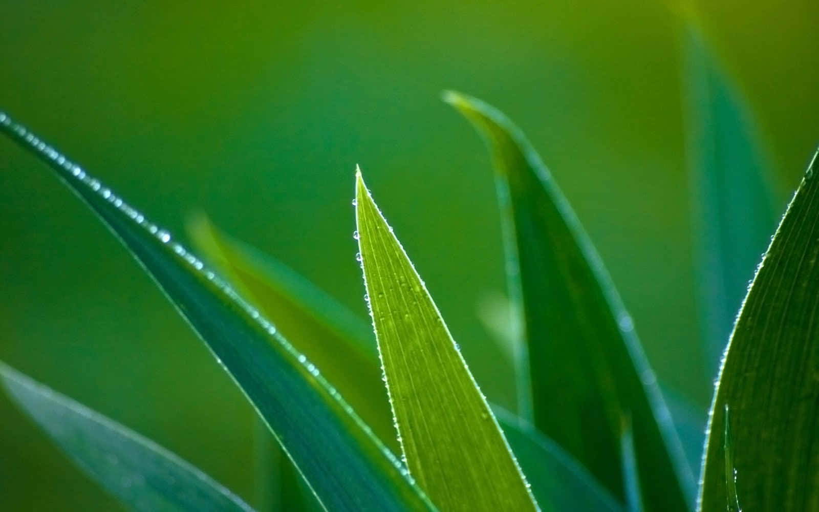 Aloe Vera 桌布 壁紙 — 柔和晨光下，閃爍著露珠的鮮綠色草葉特寫。
