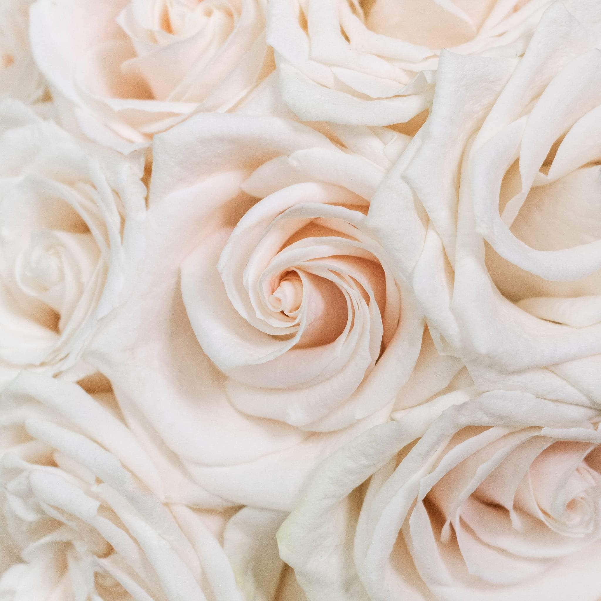 Roses Wedding 桌布 壁紙 — 柔和淡粉與奶油色玫瑰的特寫，細膩層疊的花瓣在柔和自然光中綻放。