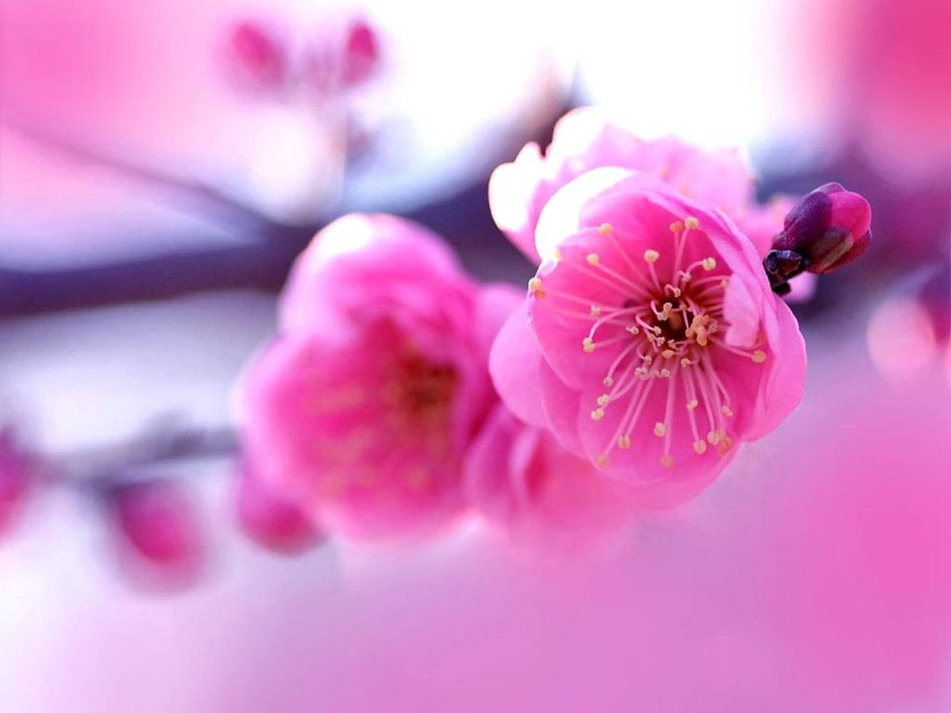 Flowers 桌布 壁紙 — 柔和焦點的鮮豔粉紅色花朵特寫，帶有精緻的黃色雄蕊，在夢幻般的粉紅色背景中閃耀。