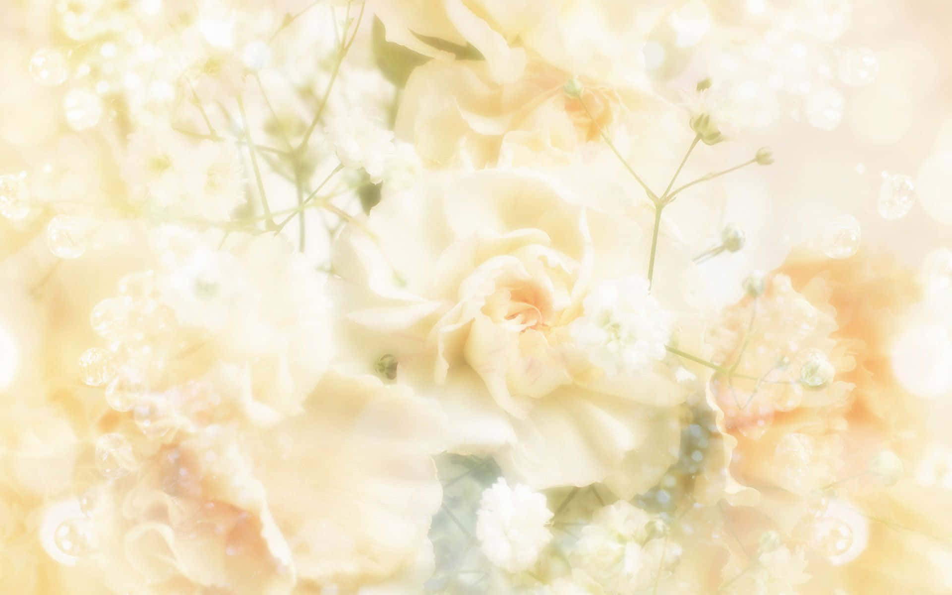 Wedding Flowers 桌布 壁紙 — 柔和的奶油色玫瑰和滿天星在夢幻的粉彩薄霧中綻放，帶有溫柔的散景和空靈的光線。
