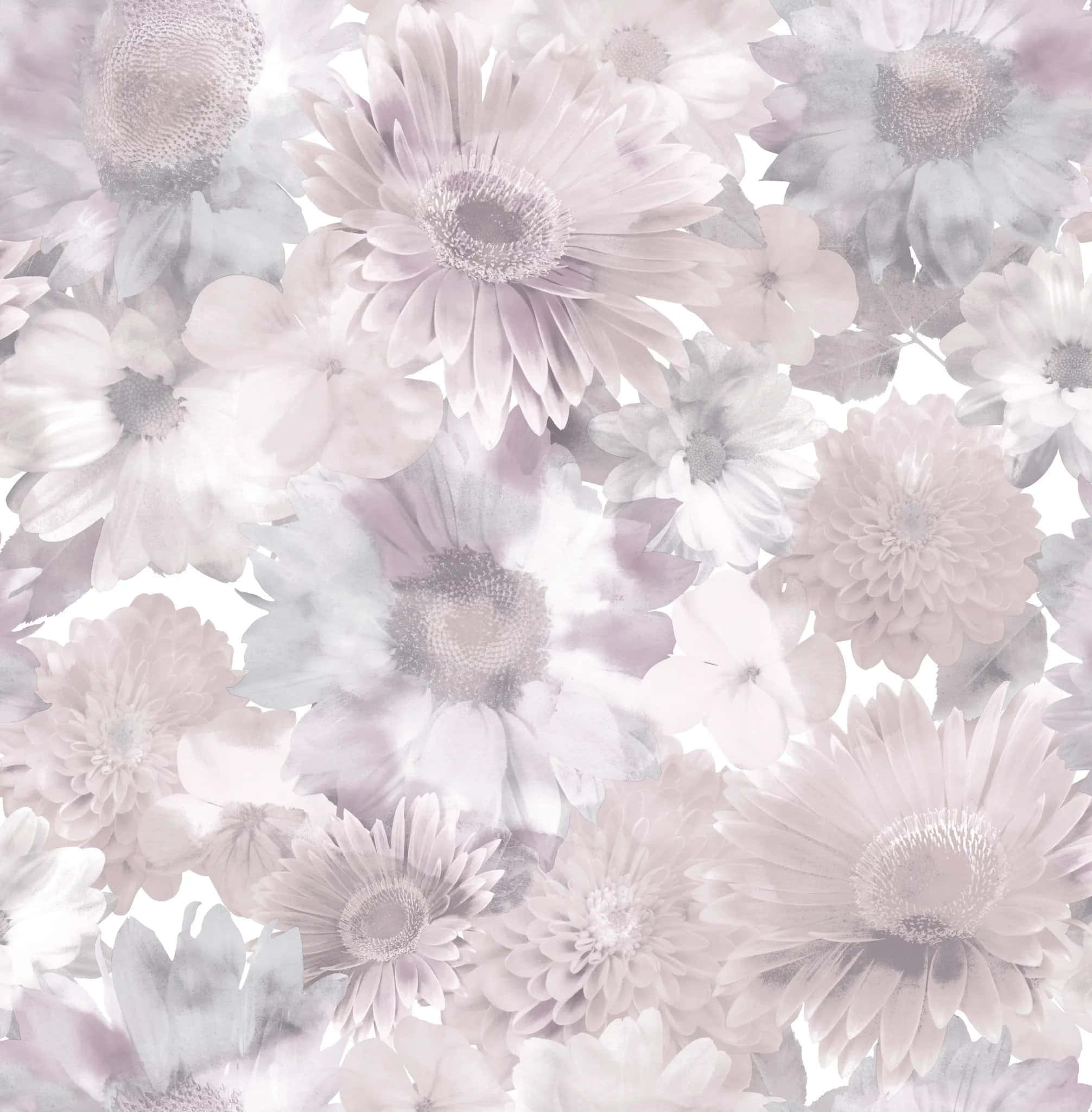 Gray And Pink 桌布 壁紙 — 柔和的水彩圖案，重疊的粉彩薰衣草和白色雛菊，帶有精緻的半透明花瓣。