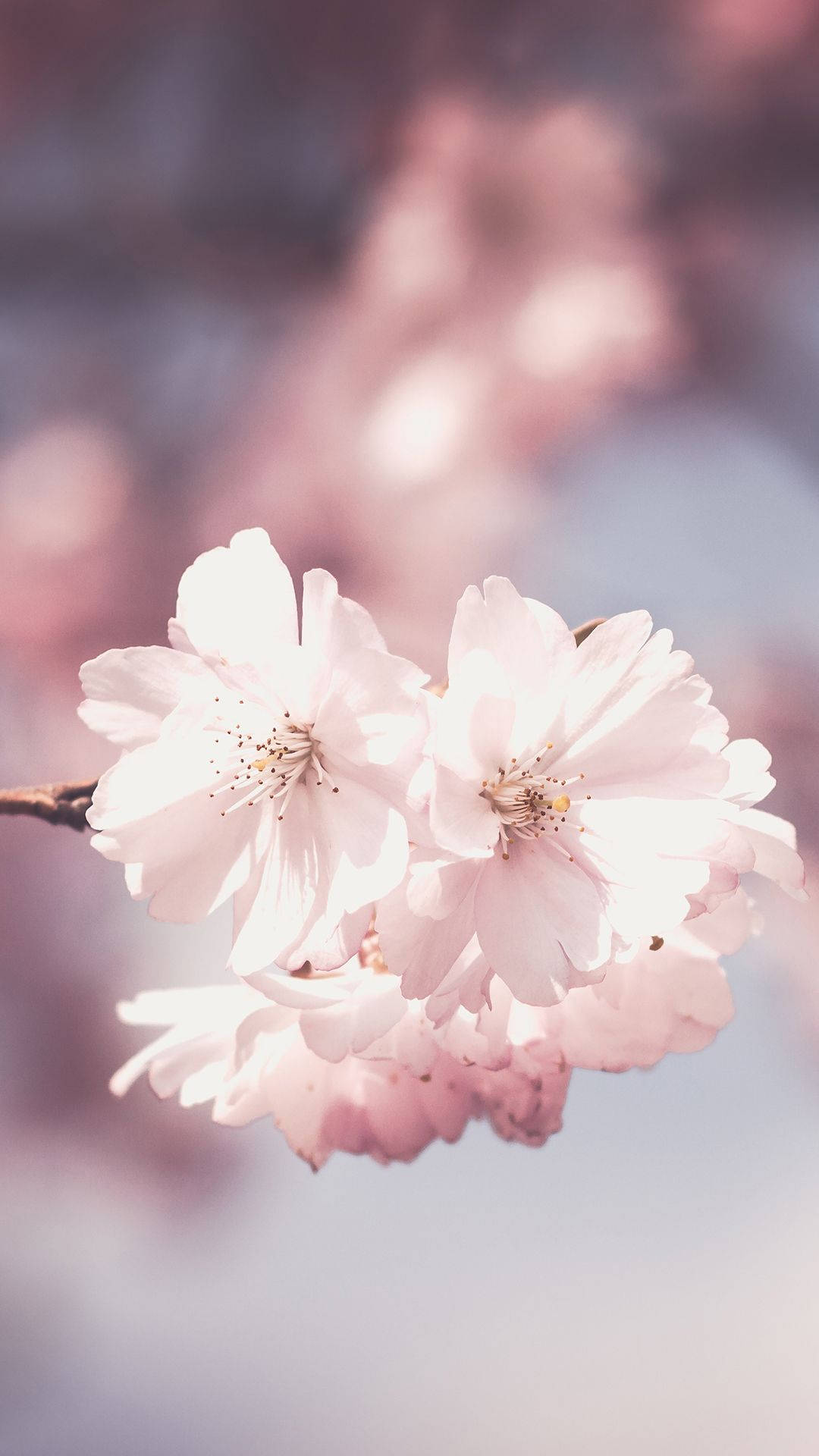 Flowers Aesthetic 桌布 壁紙 — 柔和的粉紅櫻花在夢幻般的模糊背景中，在樹枝上細膩地綻放。