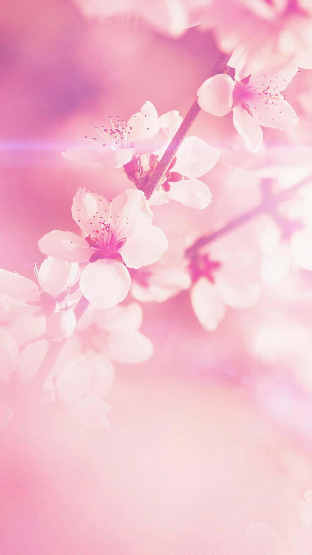 粉紅櫻花在柔和光線中輕輕發光，背景模糊。 — 粉紅色 iPhone 壁紙