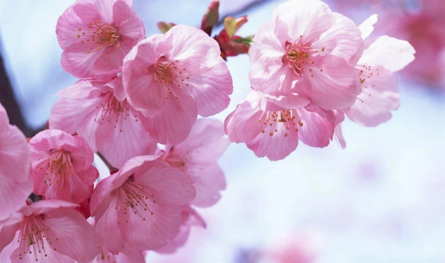 Sakura 桌布 壁紙 — 柔和的粉紅櫻花在明亮的藍天下嬌嫩綻放，溫柔的陽光穿過花瓣灑落。